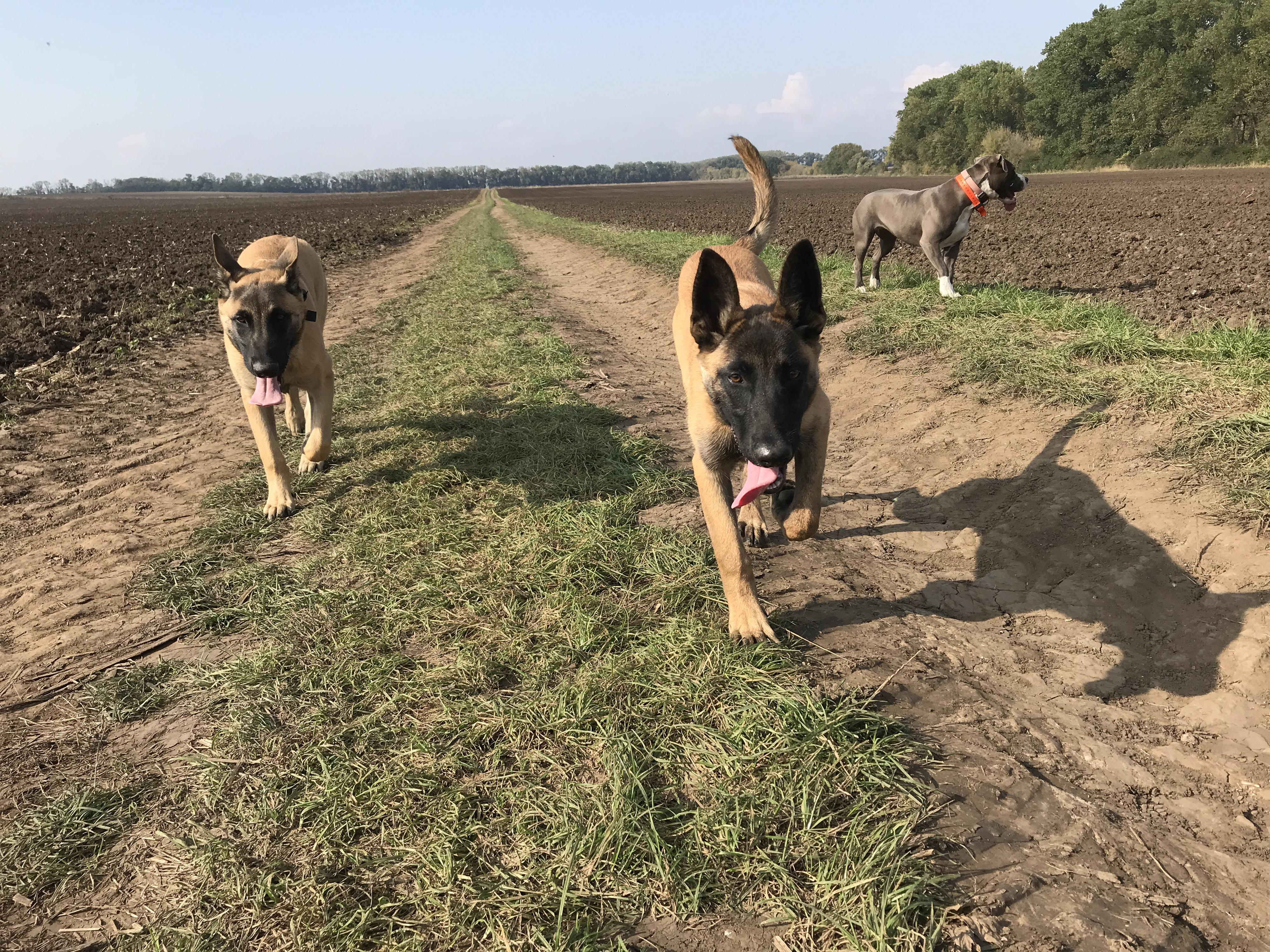 Psí škola WeDogs foto 4