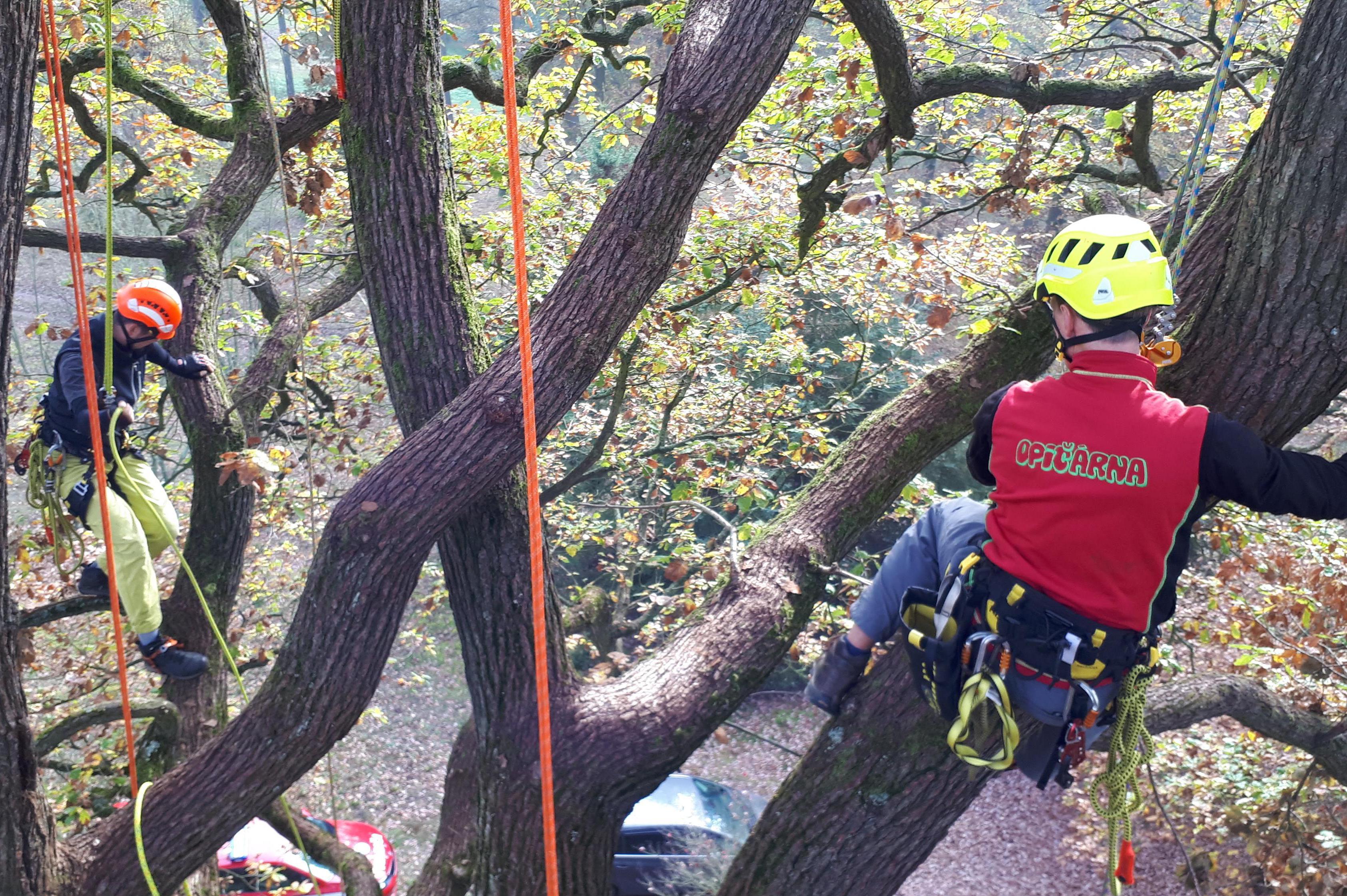 Stromy NAPLNO - Jiří Matúš