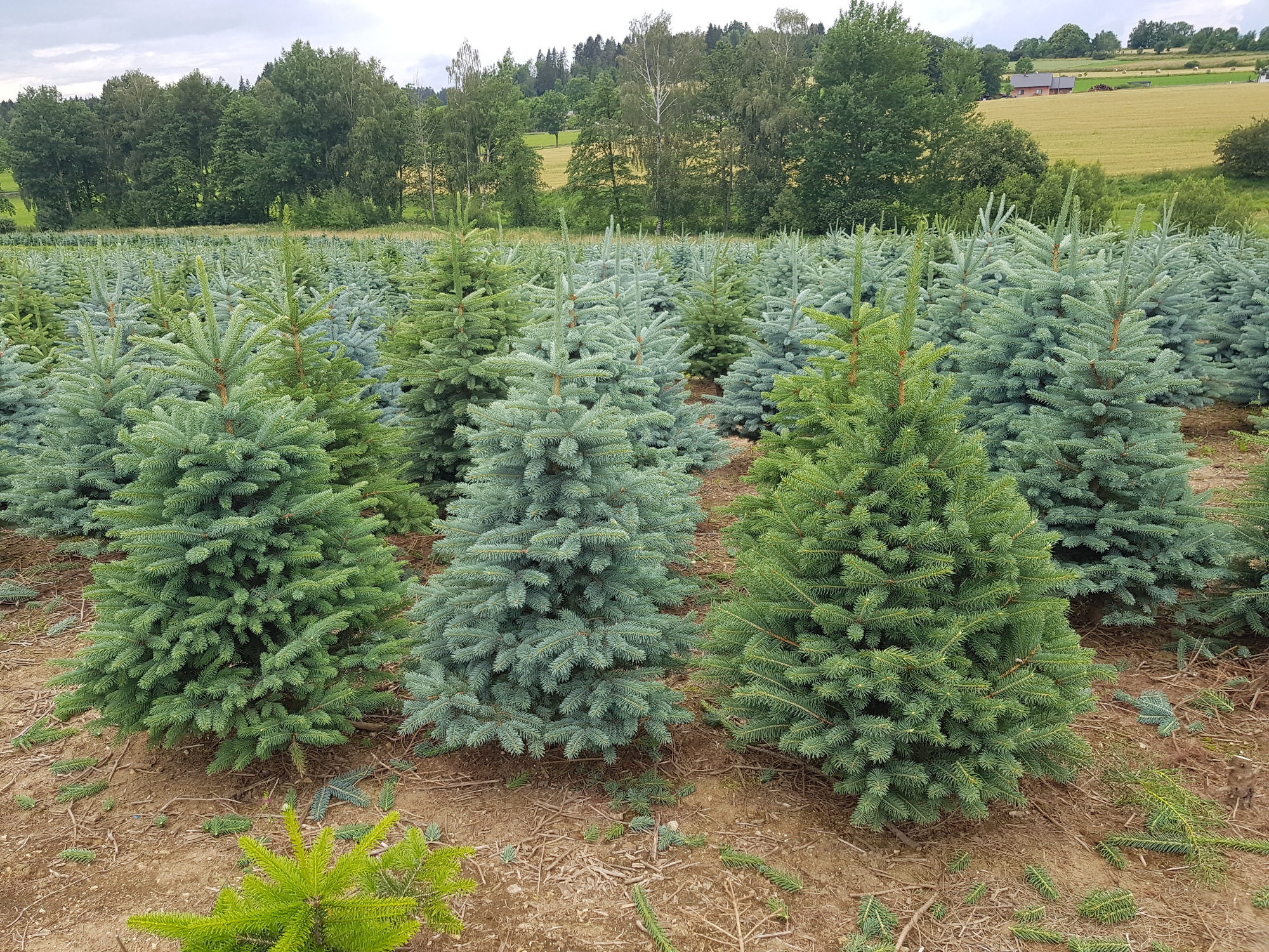 BAOBAB - vánoční stromky s.r.o. foto 5