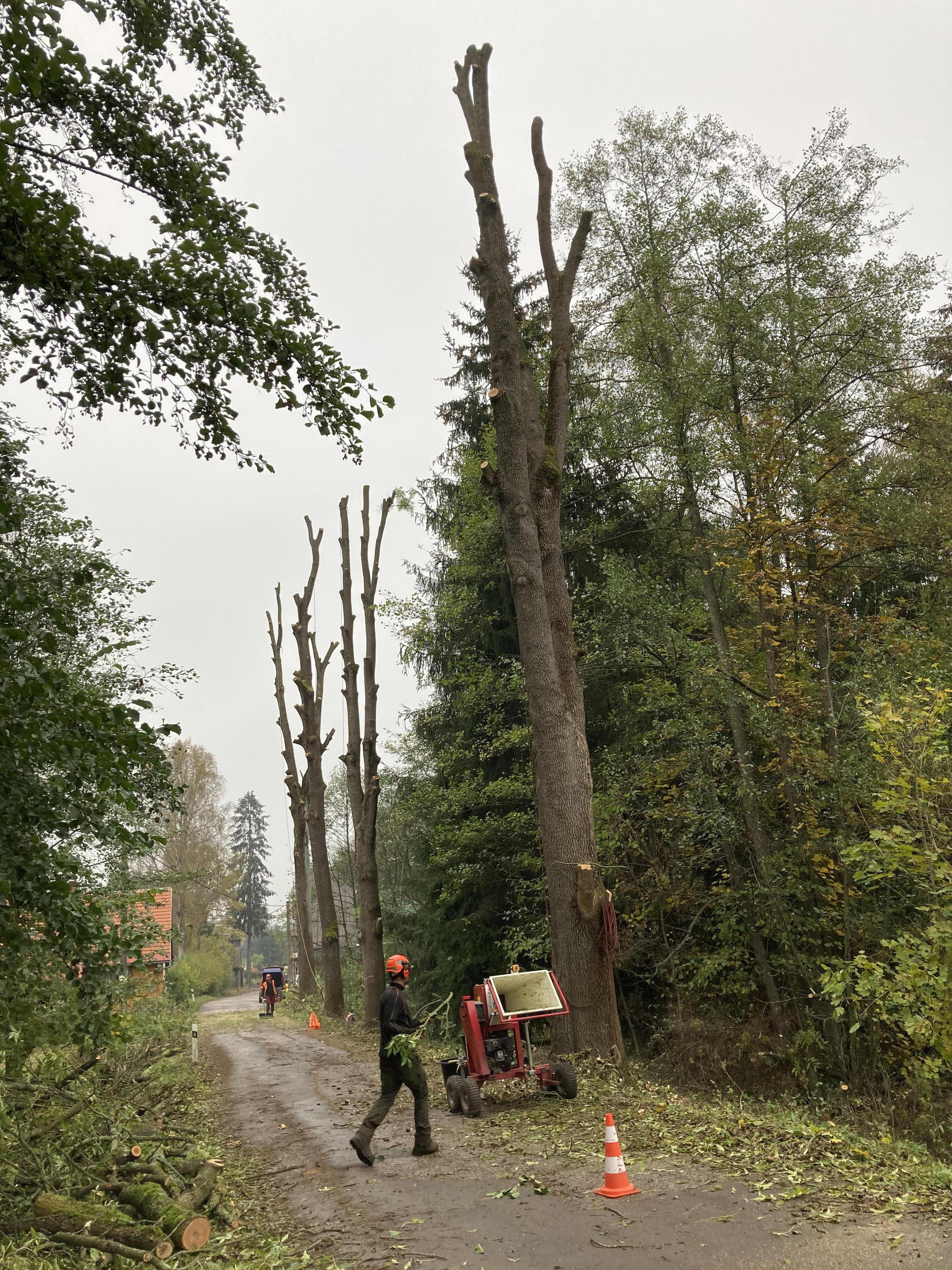 Kácení bez rizik - Rizikové kácení stromů foto 5