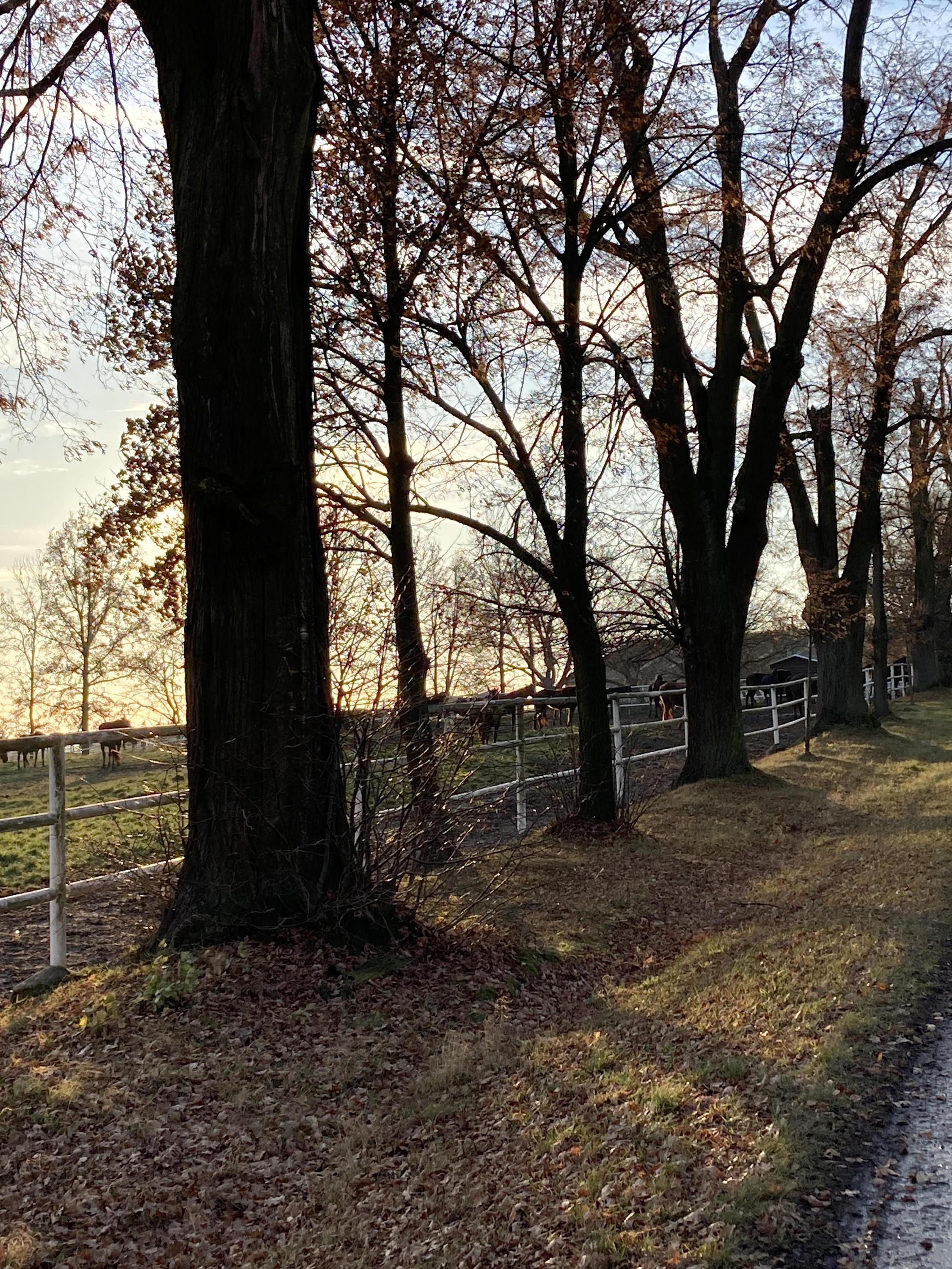 Agro - Hochstaffl, s.r.o. foto 5