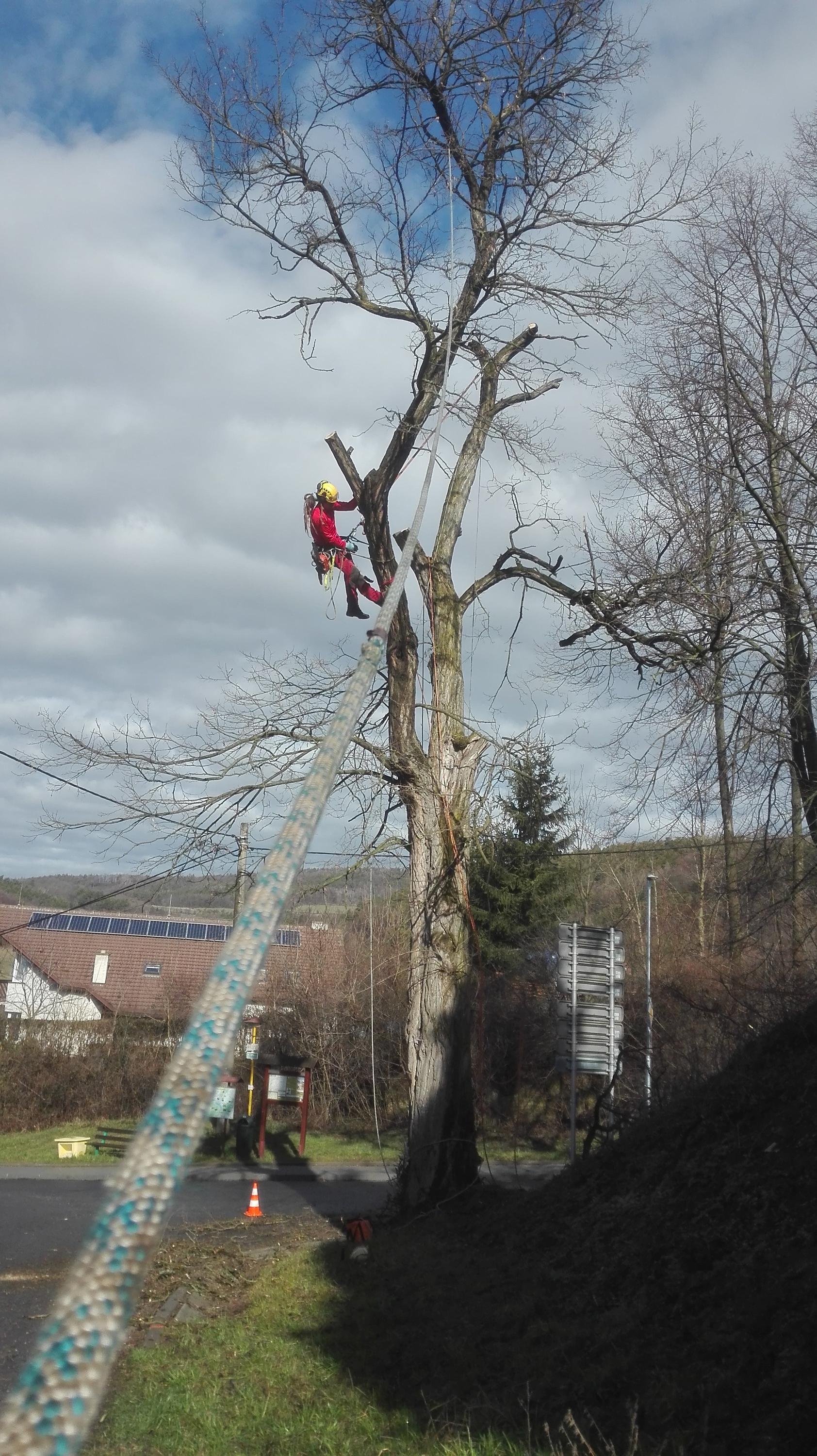Bc. Ondřej Drábek - ARBORISTA foto 6