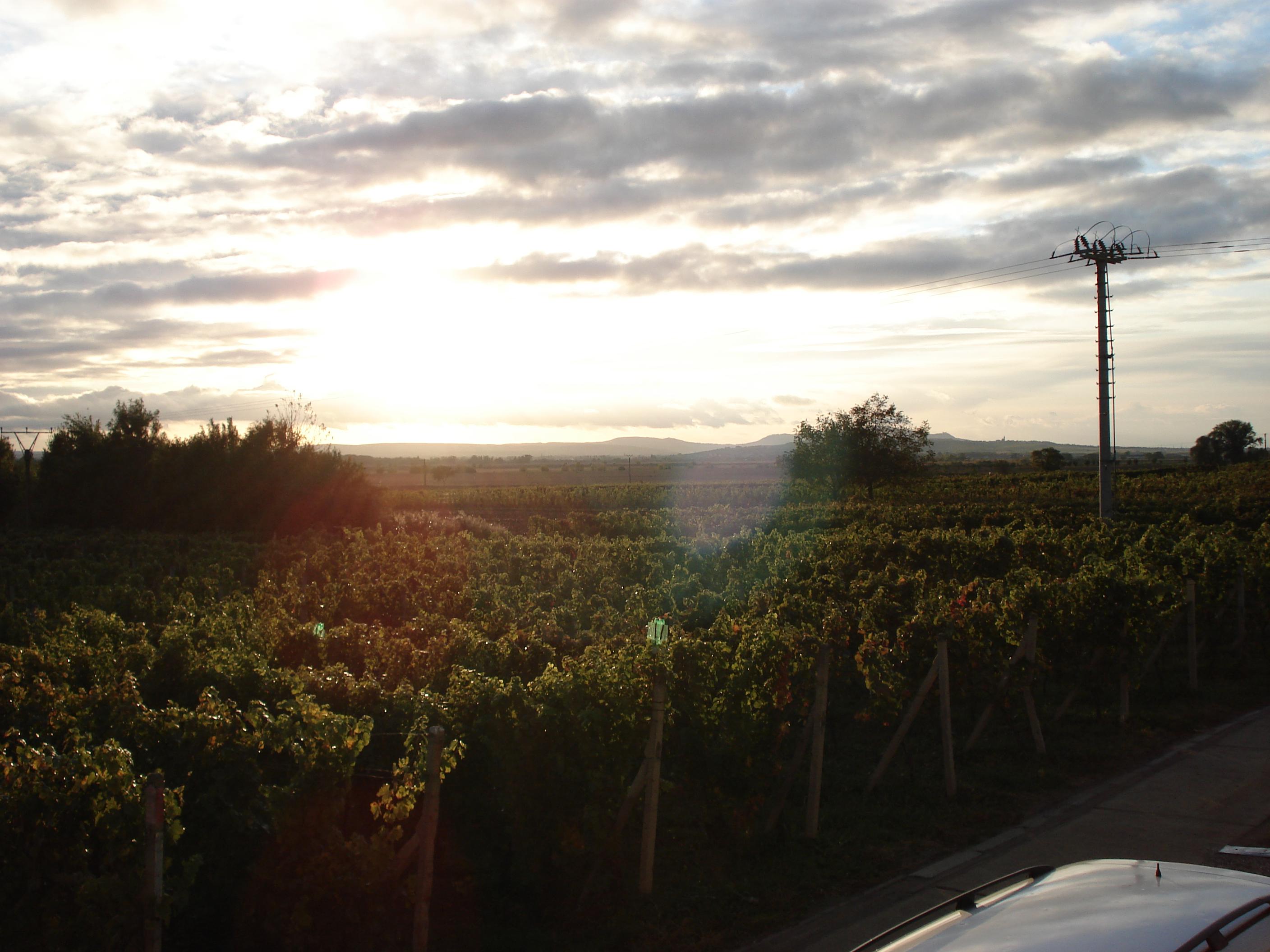 Vinný sklep a penzion U Vinohradu foto 6