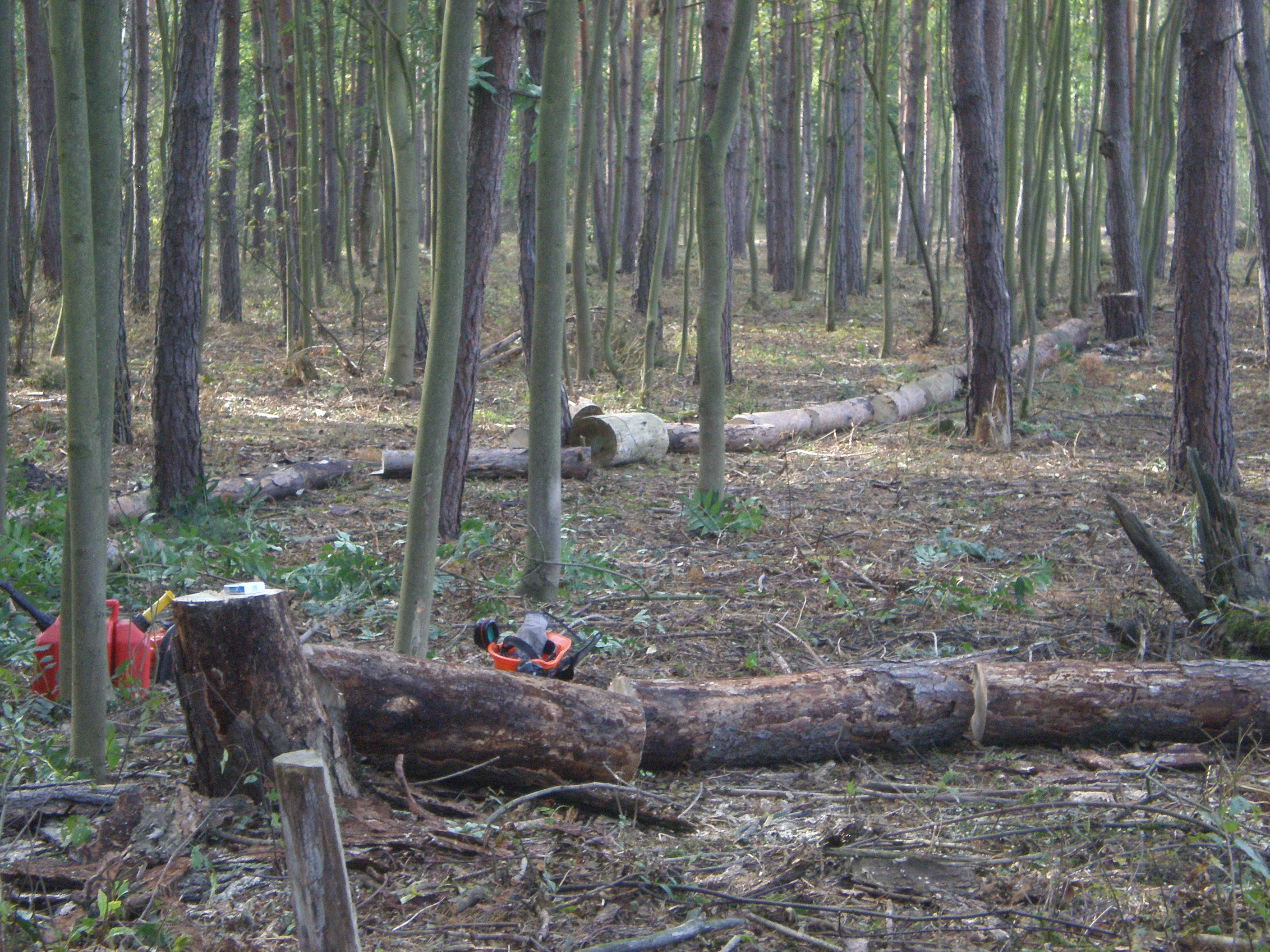 Prodej palivového dřeva Staré Hradiště foto 3