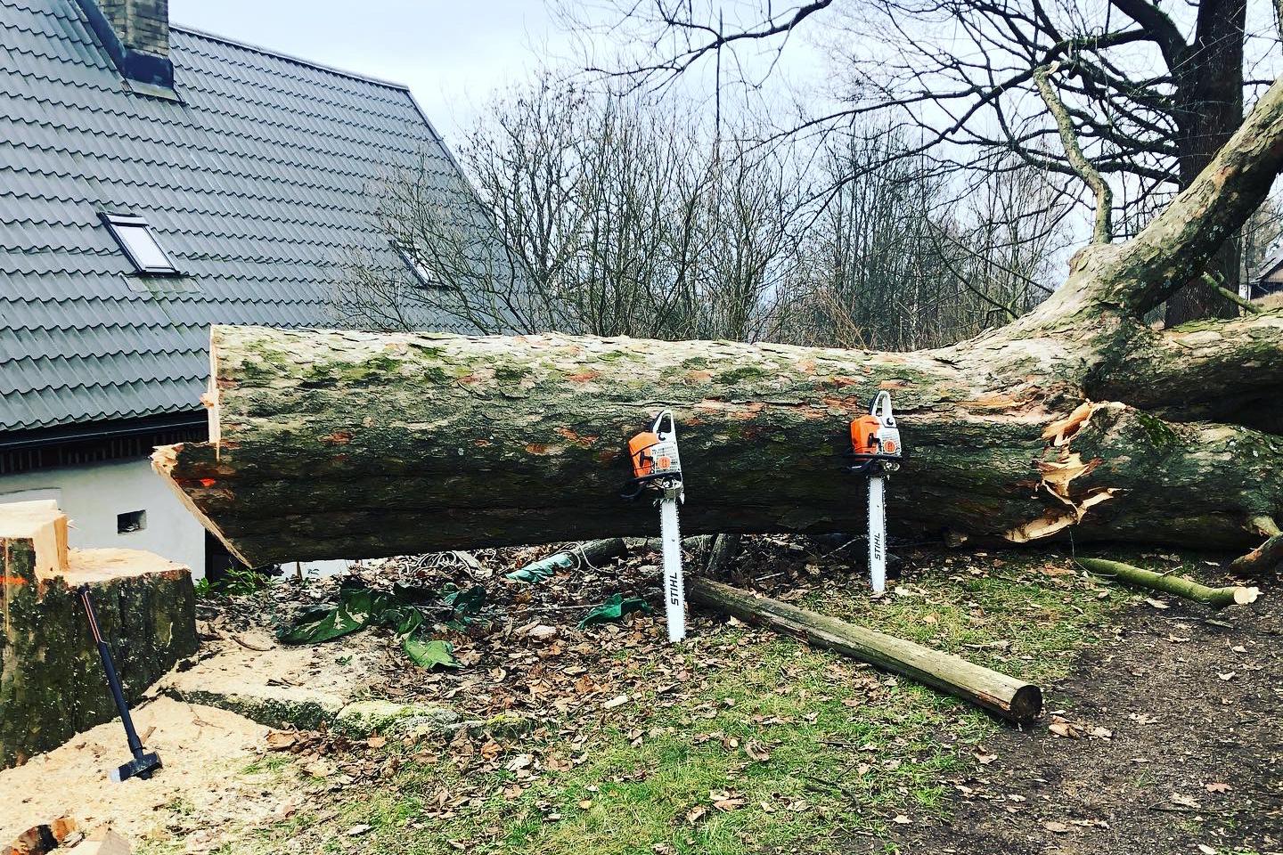 Kácení stromů Ing. Šimon Prokop