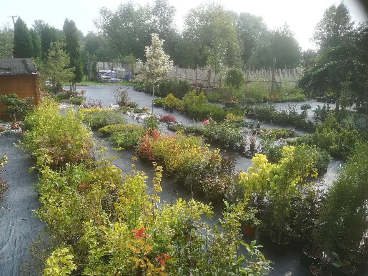 Zahradnictví Vladimír Kout foto 4