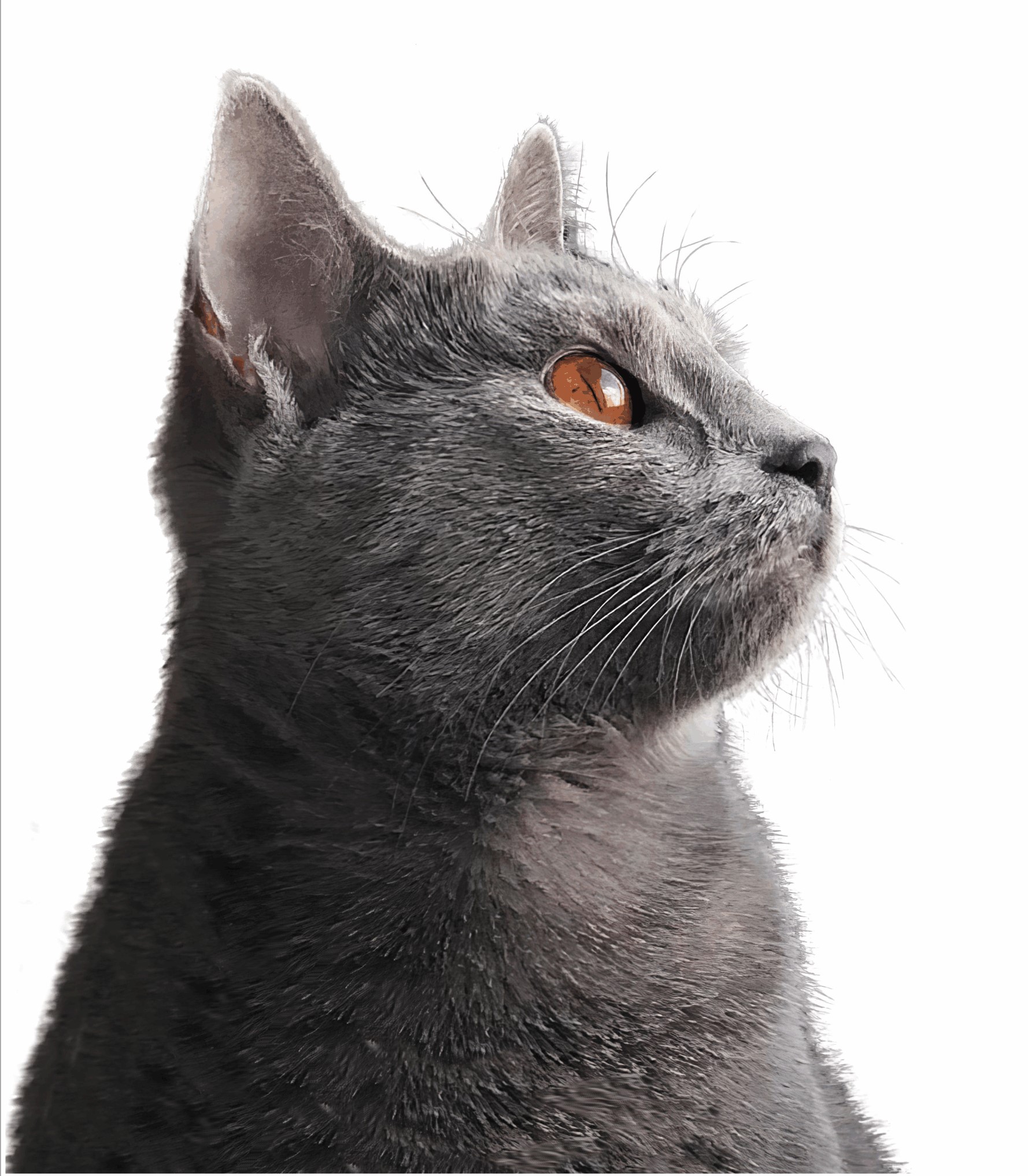 HONEYFANNY CZ foto 2