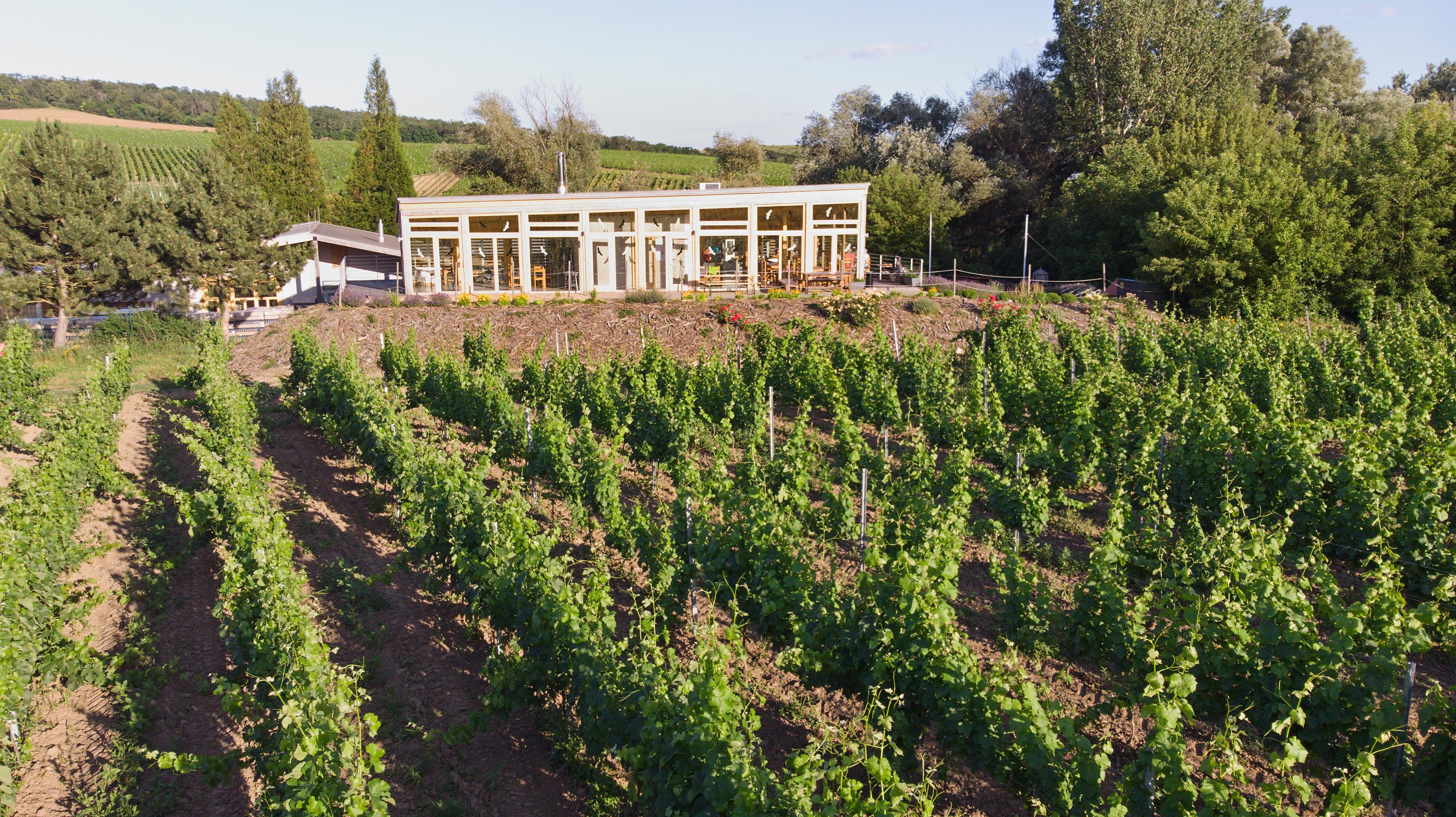 Rodinné vinařství VICAN foto 2