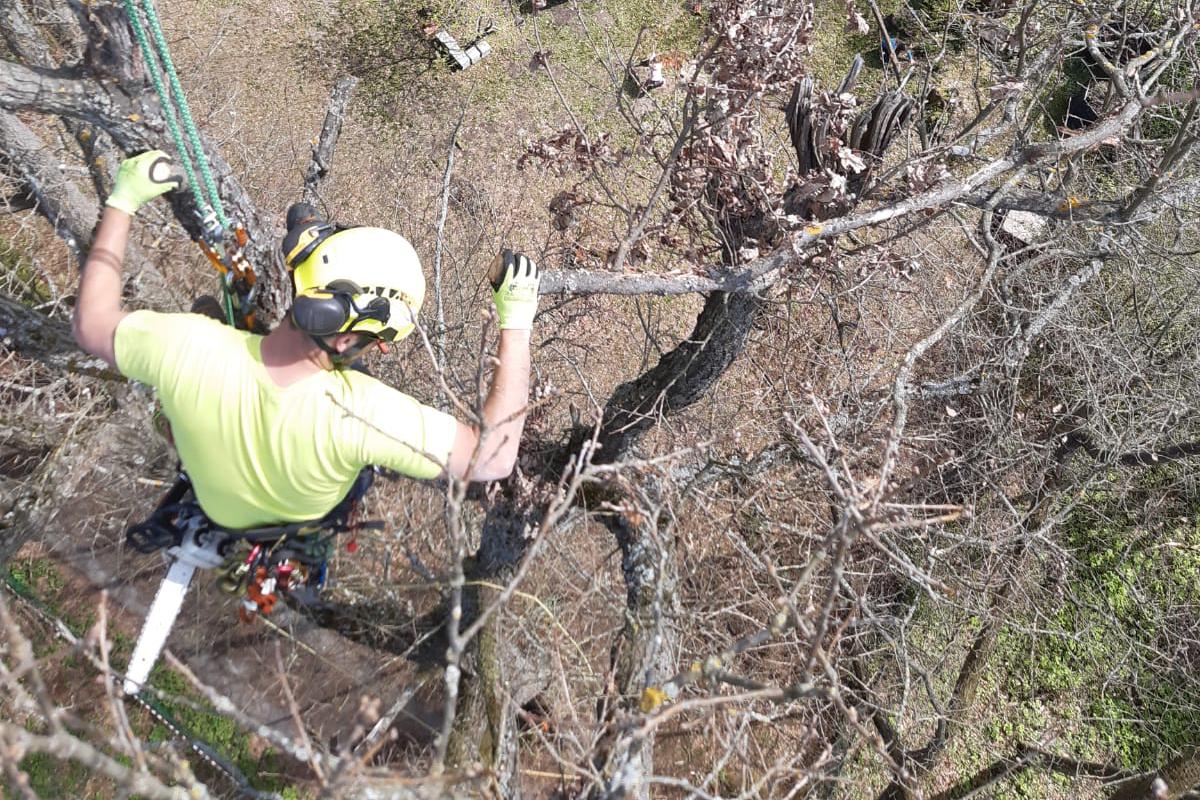 Péče o stromy a zeleň Petr Křivánek