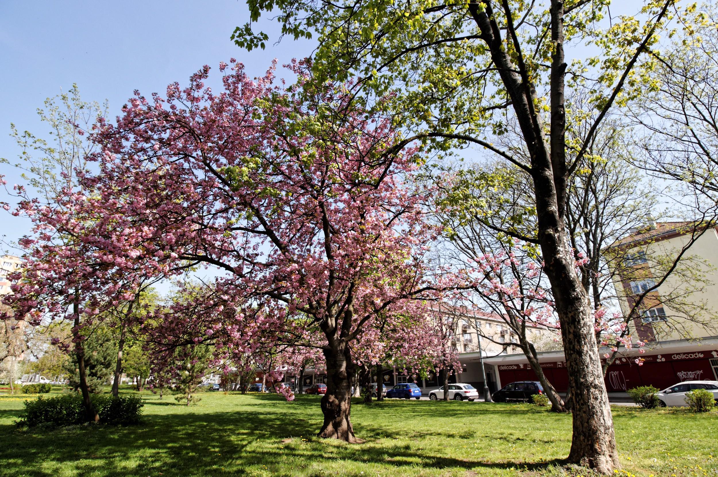 Spolek Sídliště Solidarita