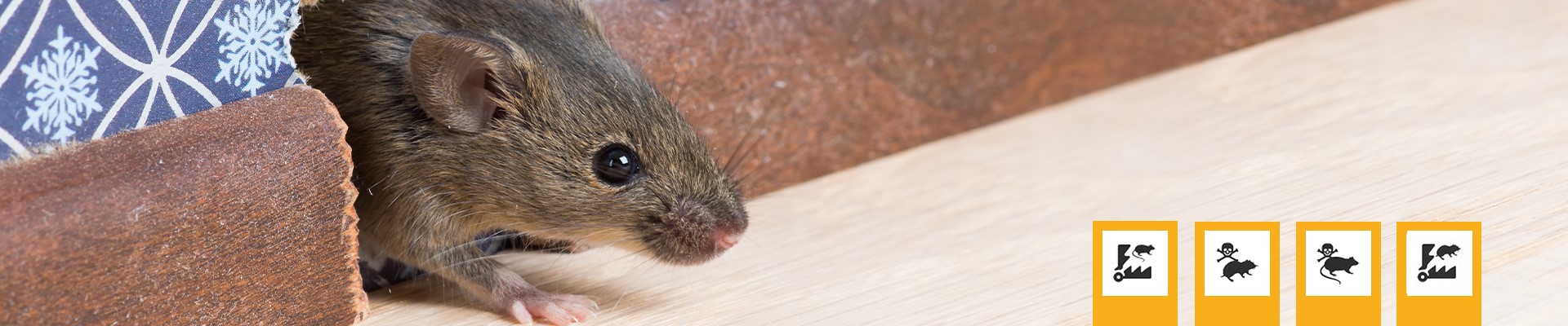 Úvodní obrázek Pasti.cz