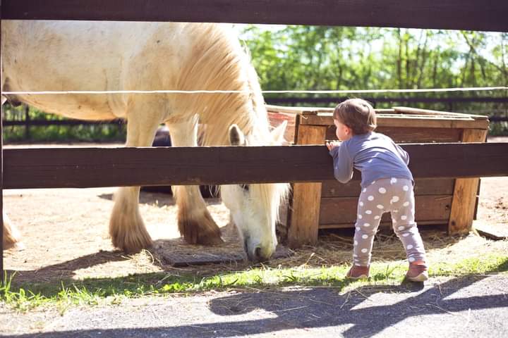 Quo Vadis - jízdárna Hloubětín foto 2