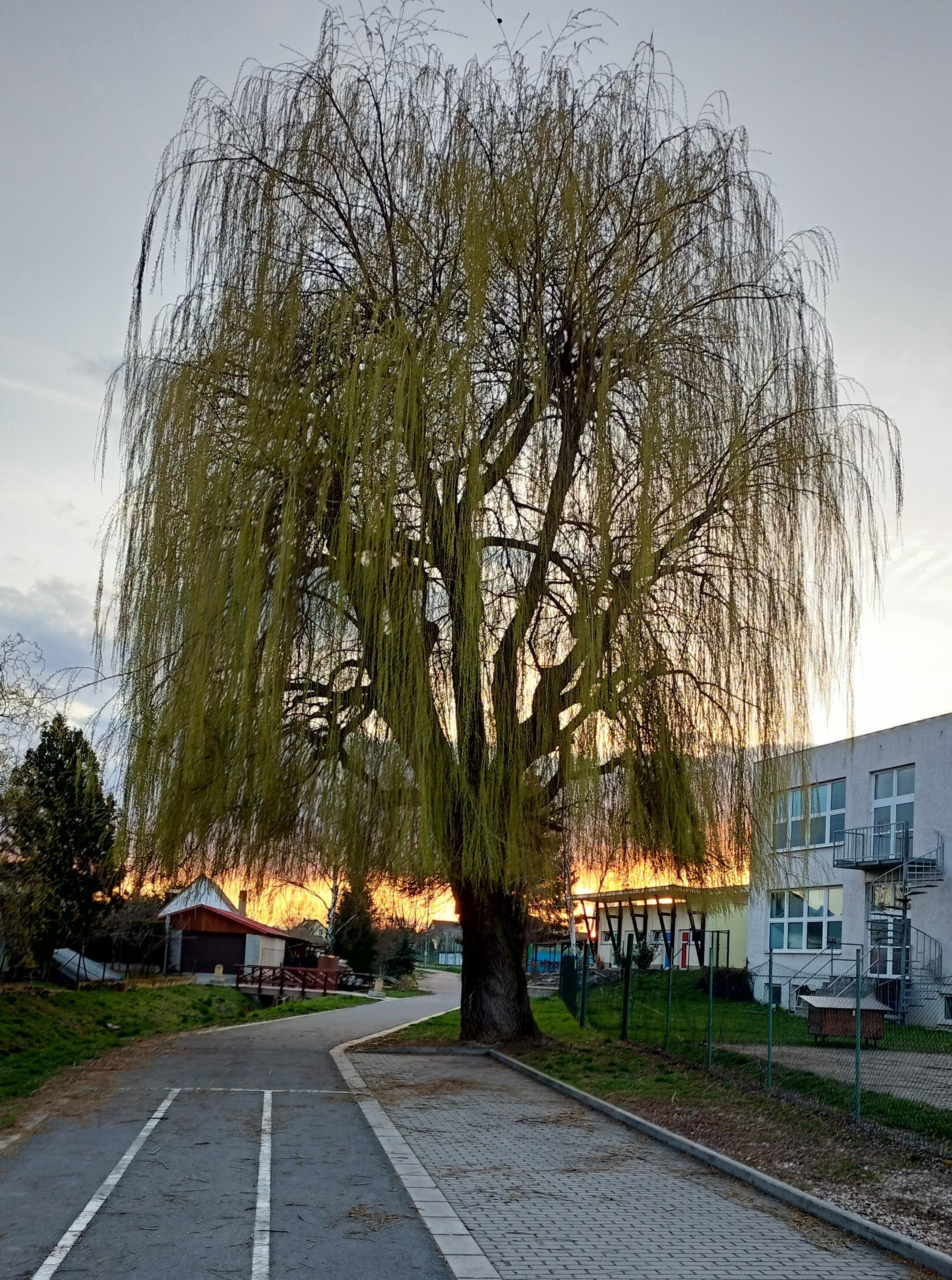 Základní škola Kounice, okres Nymburk foto 2
