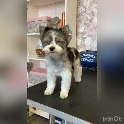 Oh my dog -  psí salon & wellness foto 2 (náhled videa)