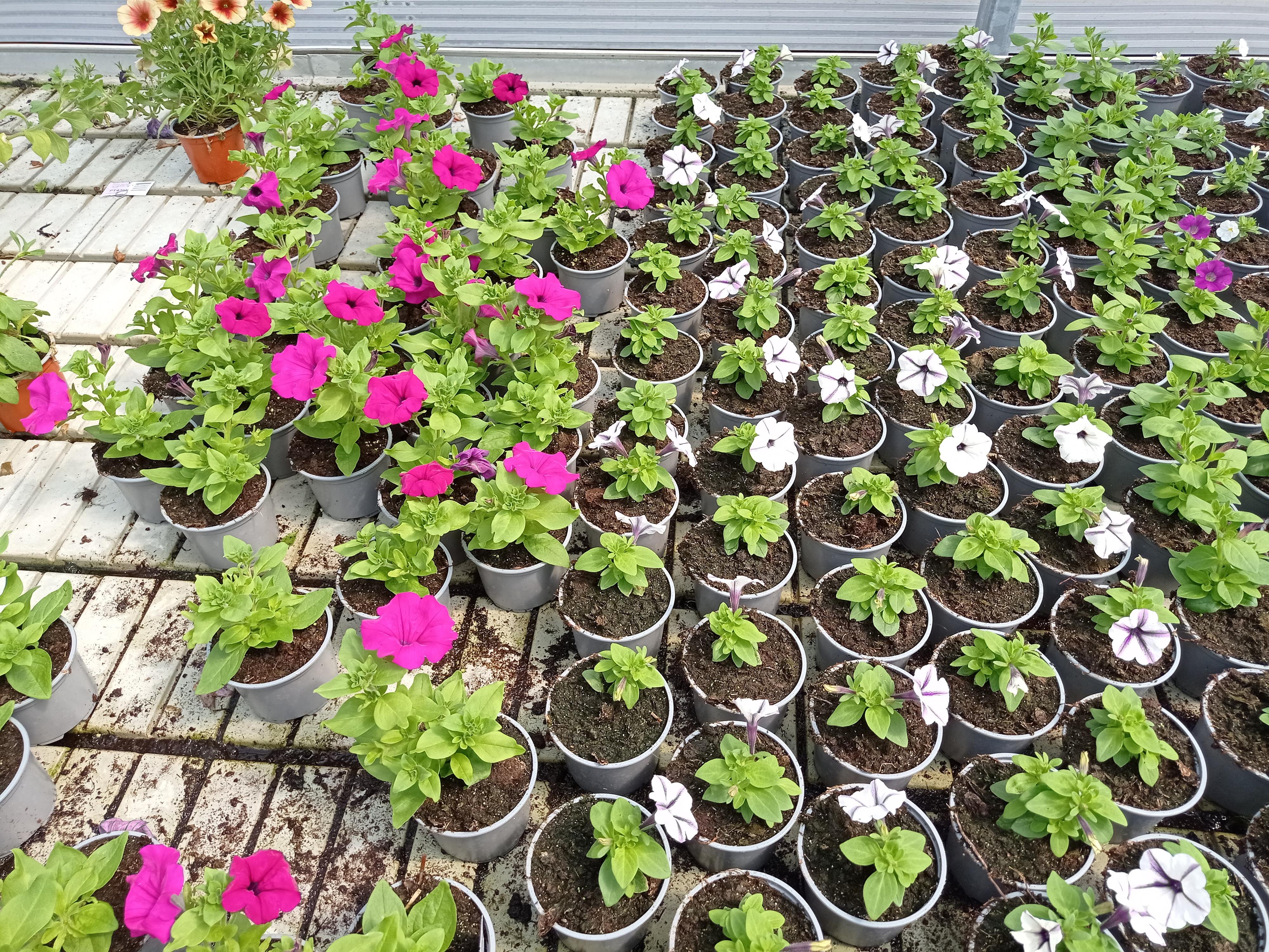 Zahradnictví Sládeček - Květena Opava foto 5