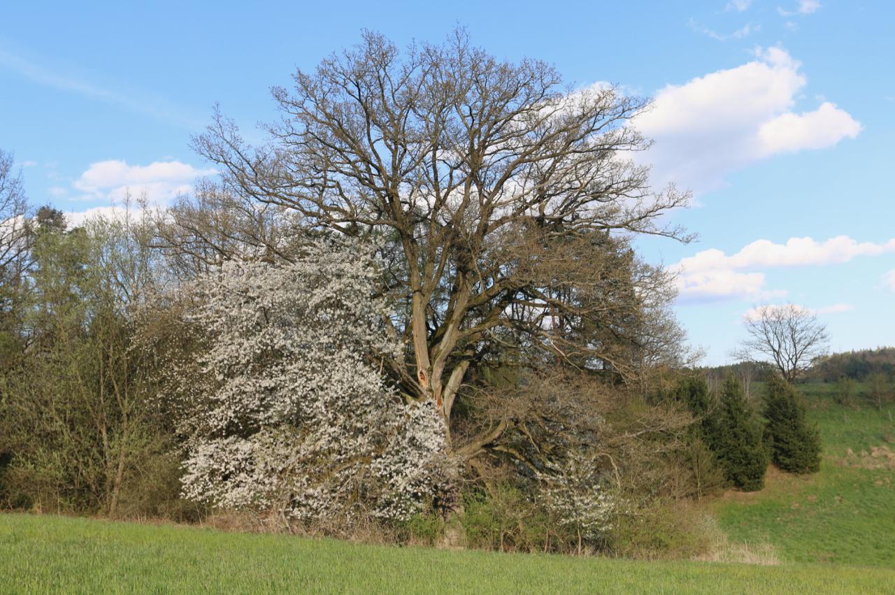 Nadační fond Mosty - Puentes