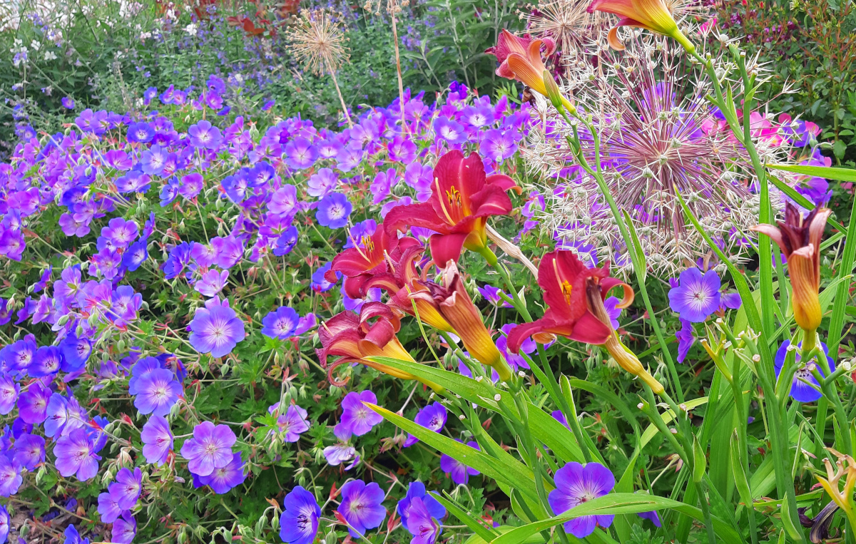 Zahradní tvorba Davidová foto 1