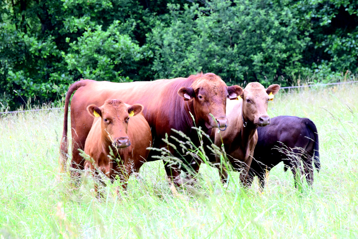 Ubytování Farma Mokřiny foto 2