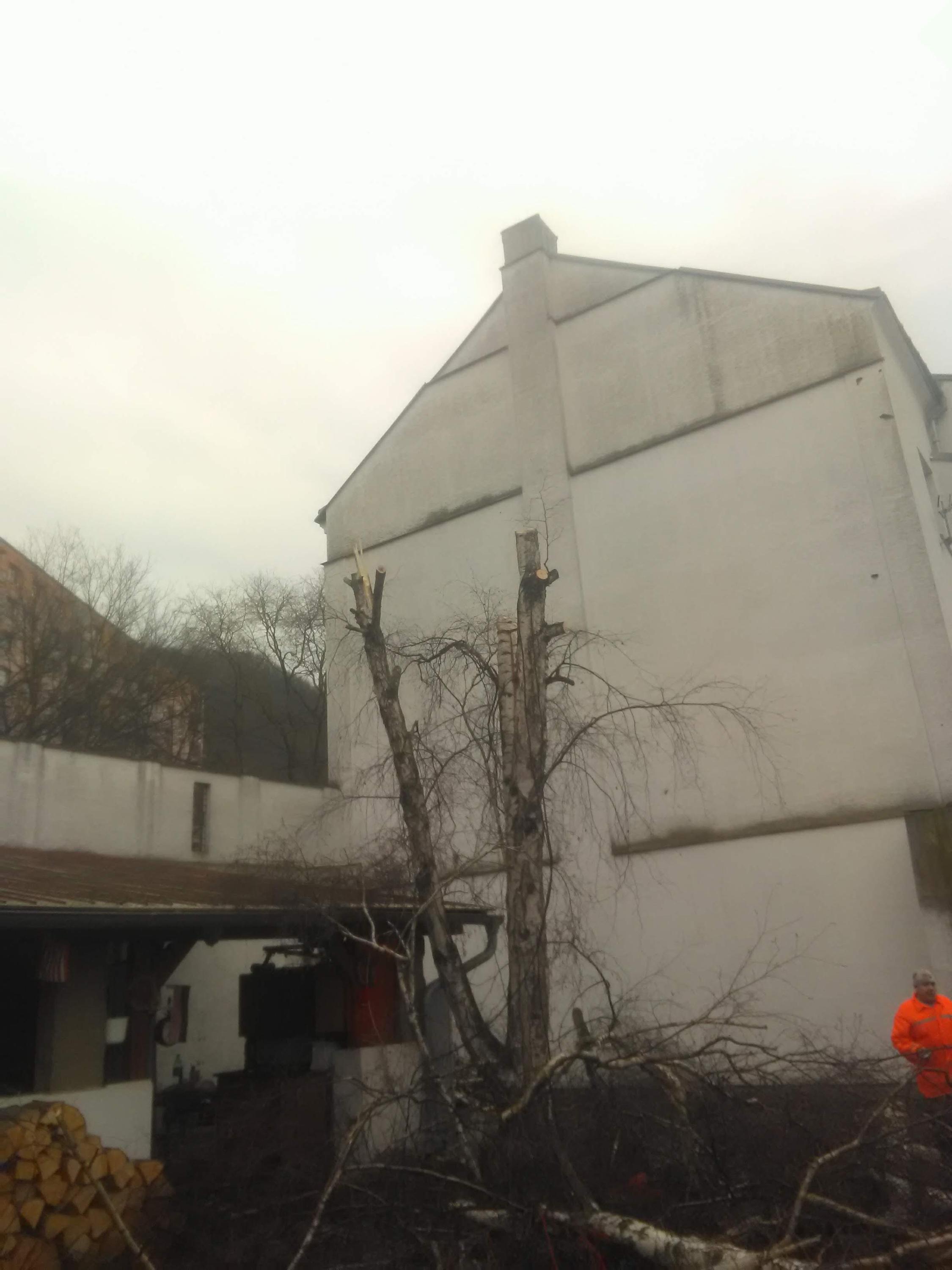 Rizikové kácení Petr Frída foto 2