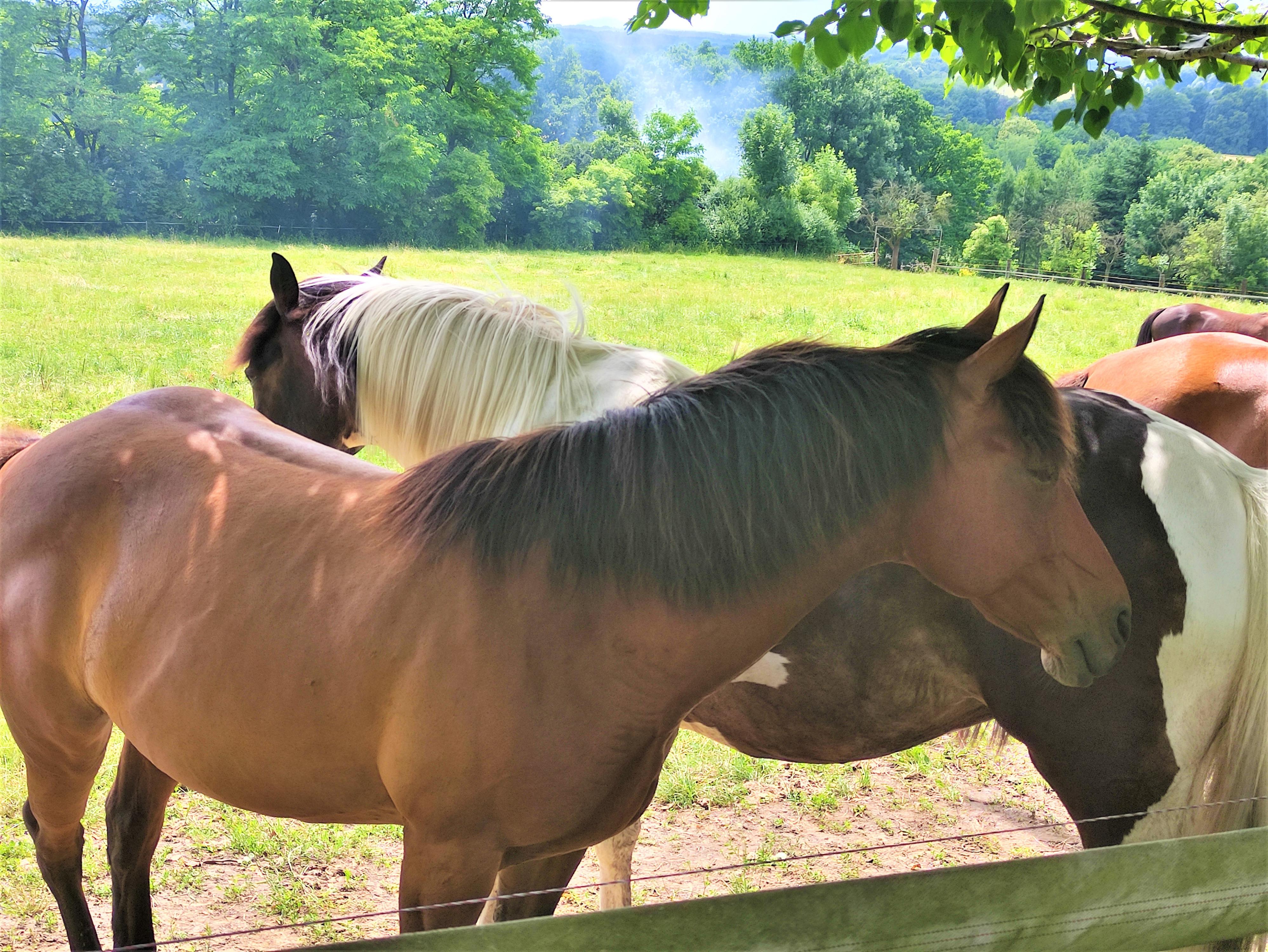 Jízdárna Ranč Moneta foto 6