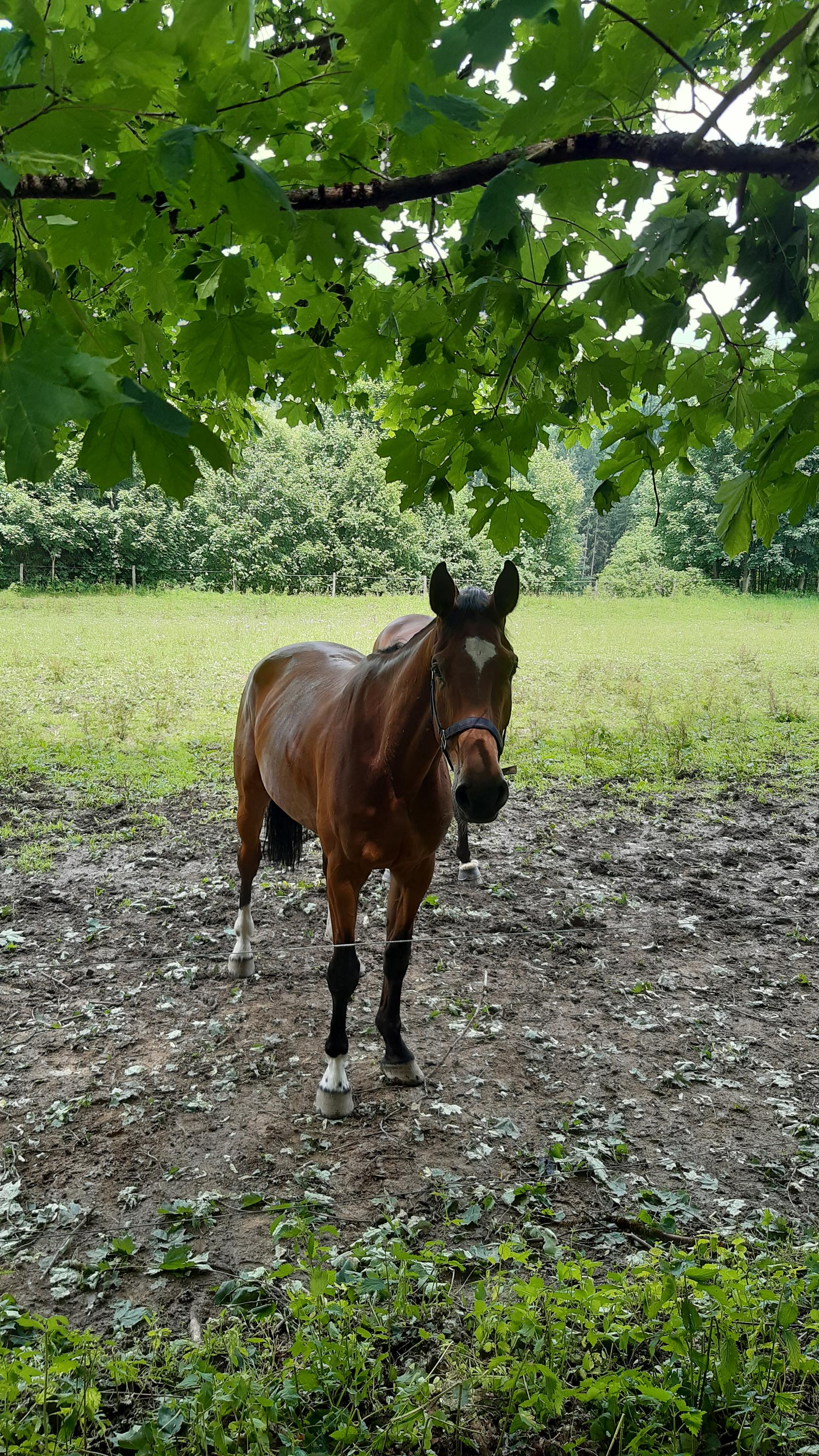 Jezdecký klub Mariánské Lázně, z. s. foto 3