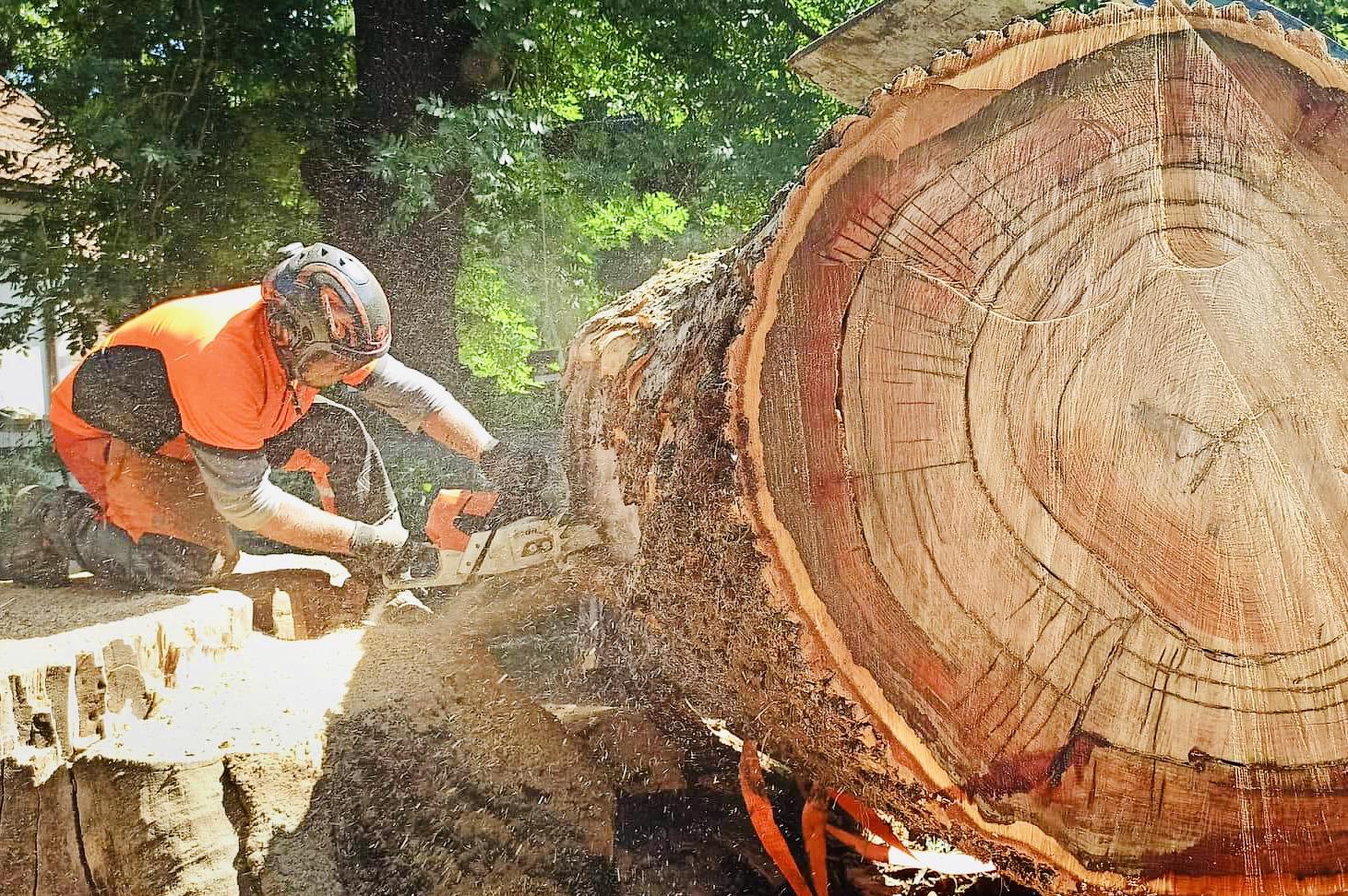 Rizikové kácení stromů Moravec