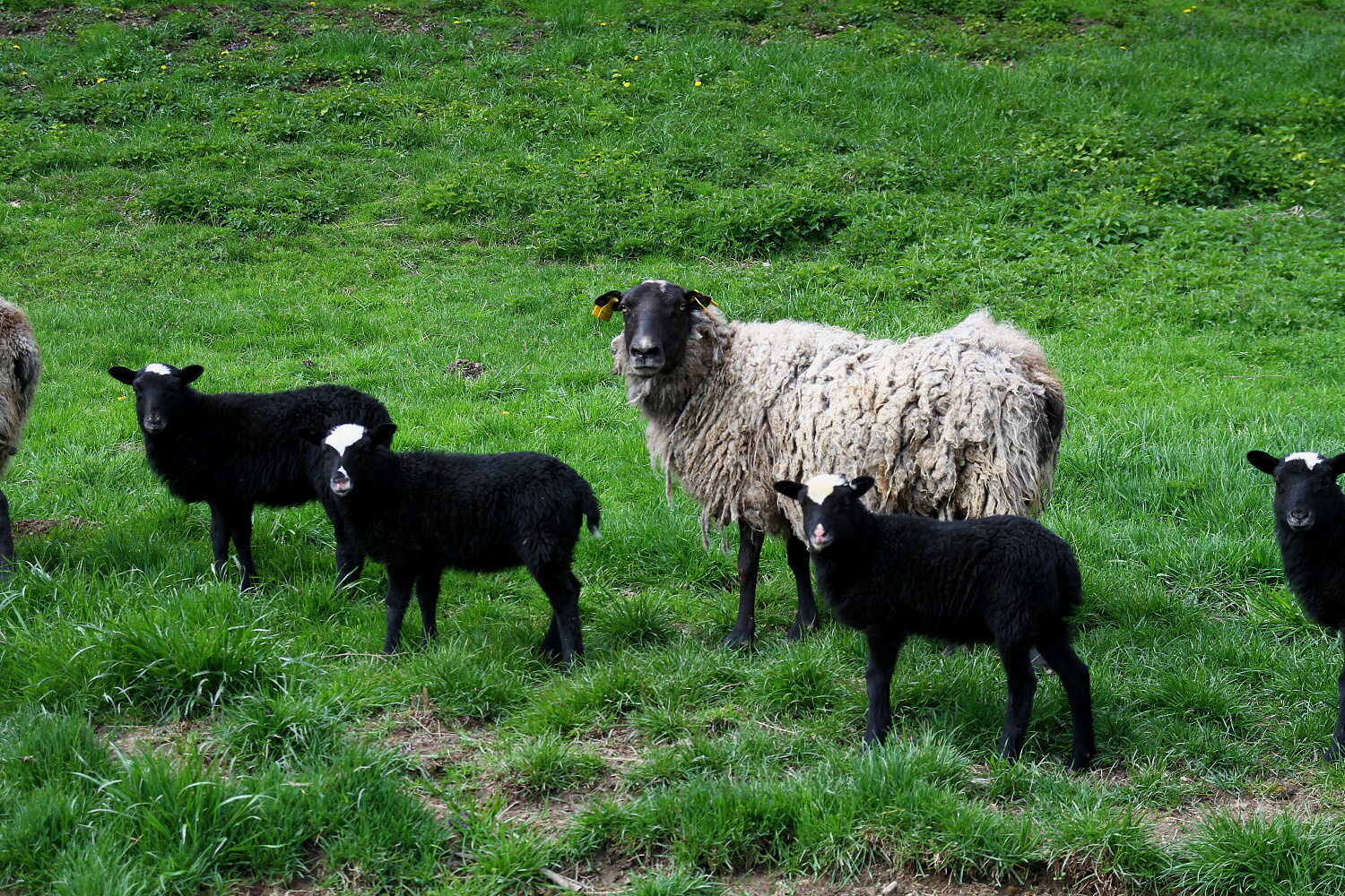 Jurta Kojovec - Glamping foto 4