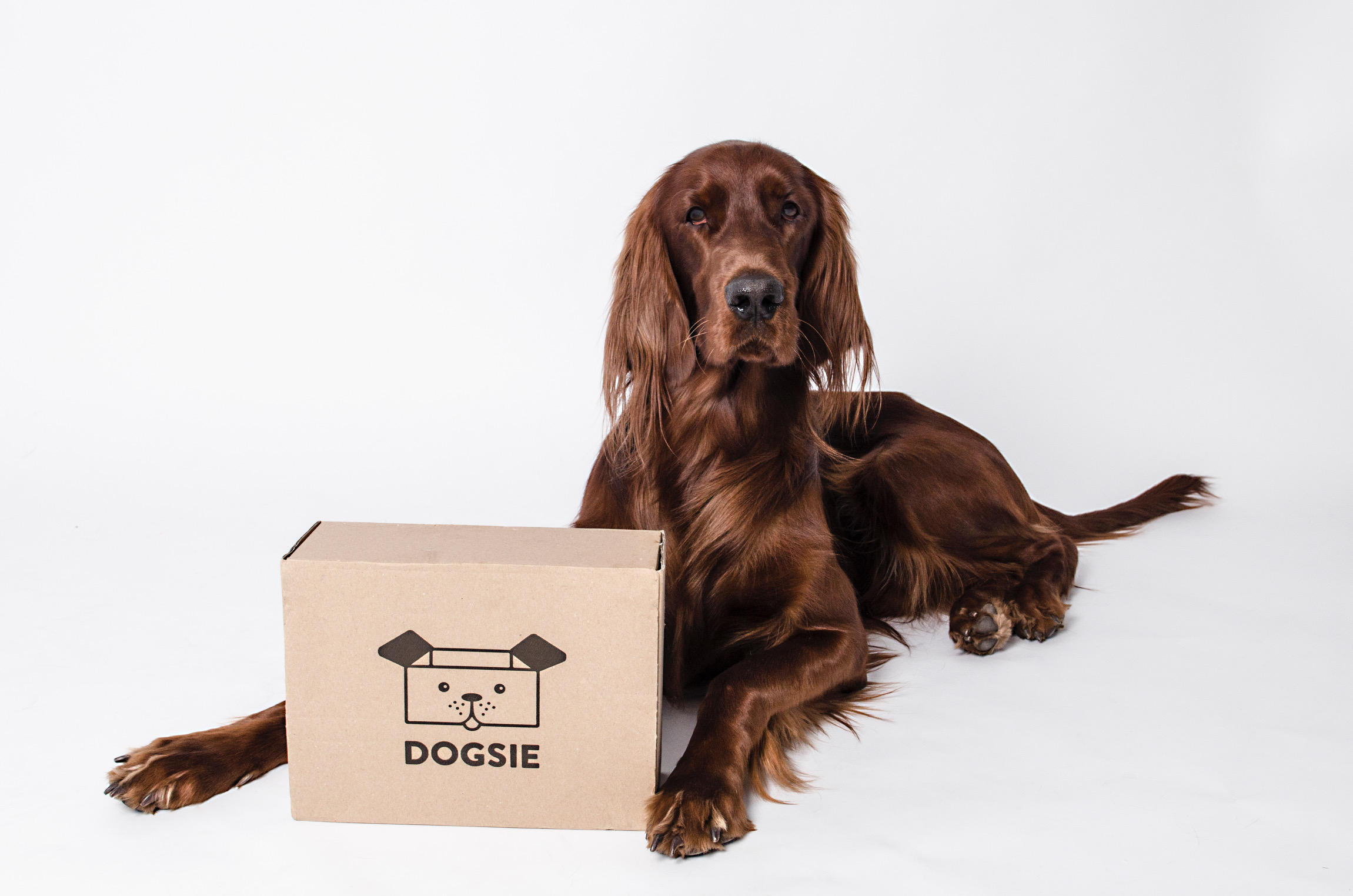 Dogsie.cz foto 2