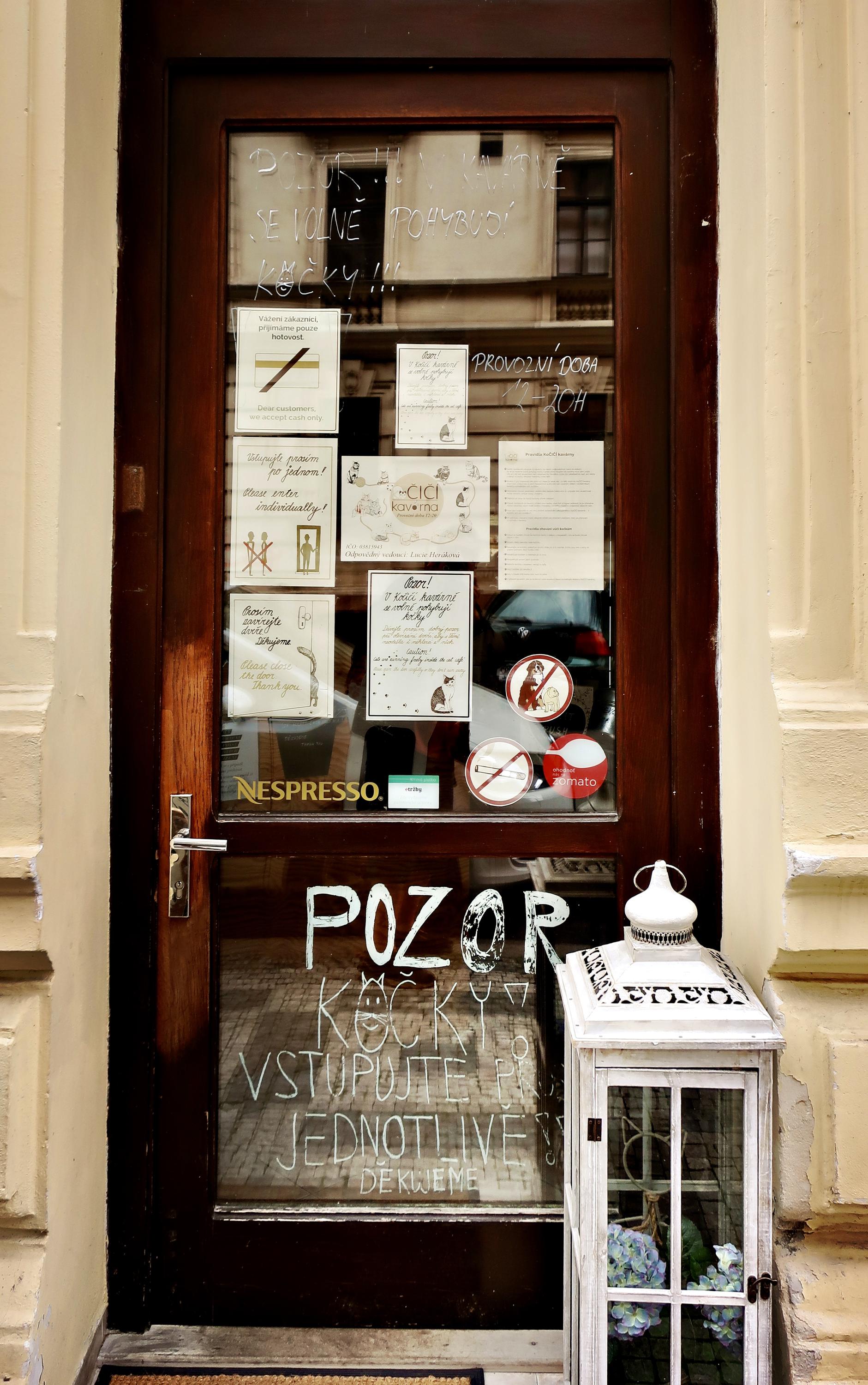 Kočičí kavárna foto 3