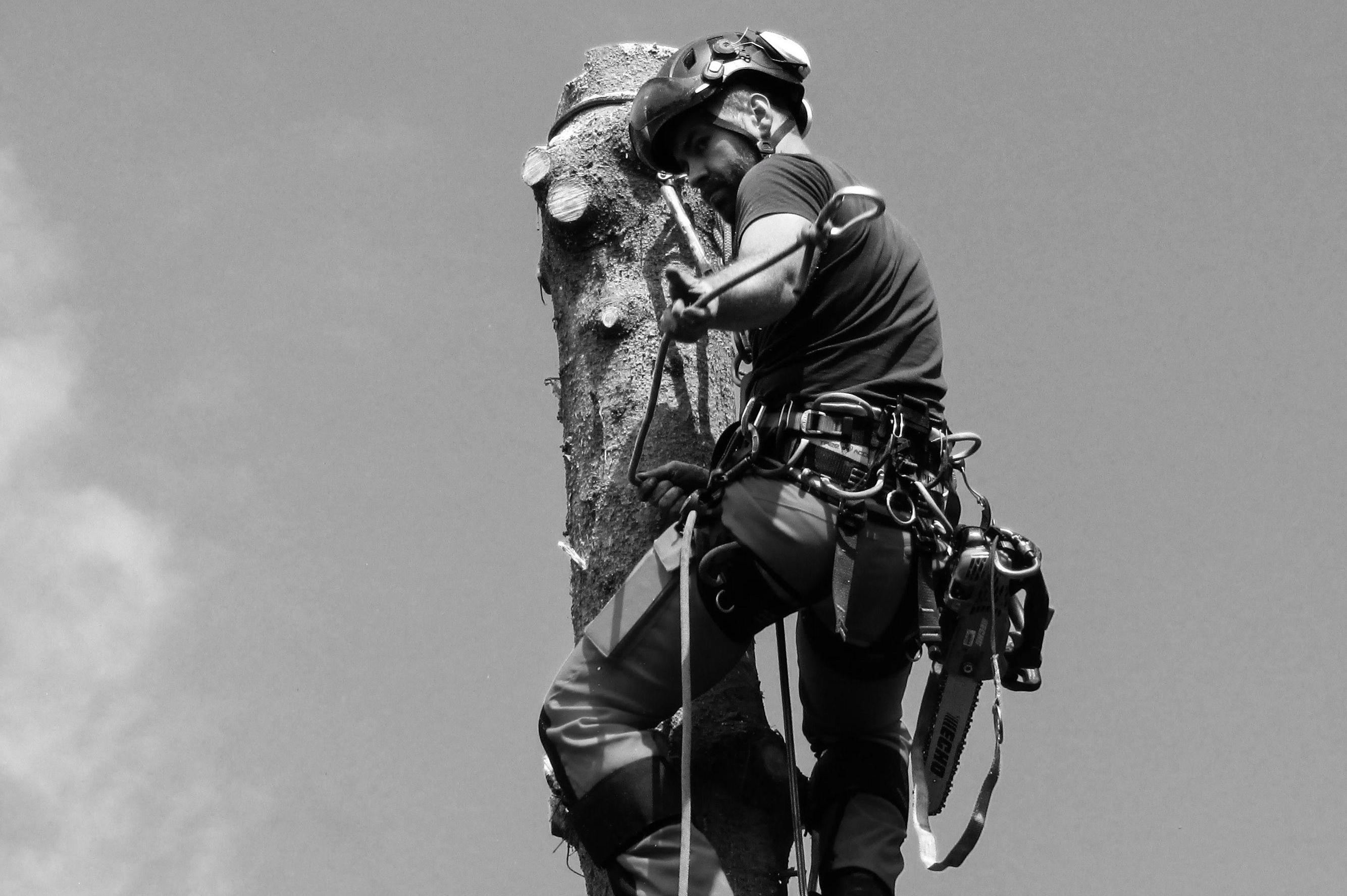 Arboristika Kamil Švec