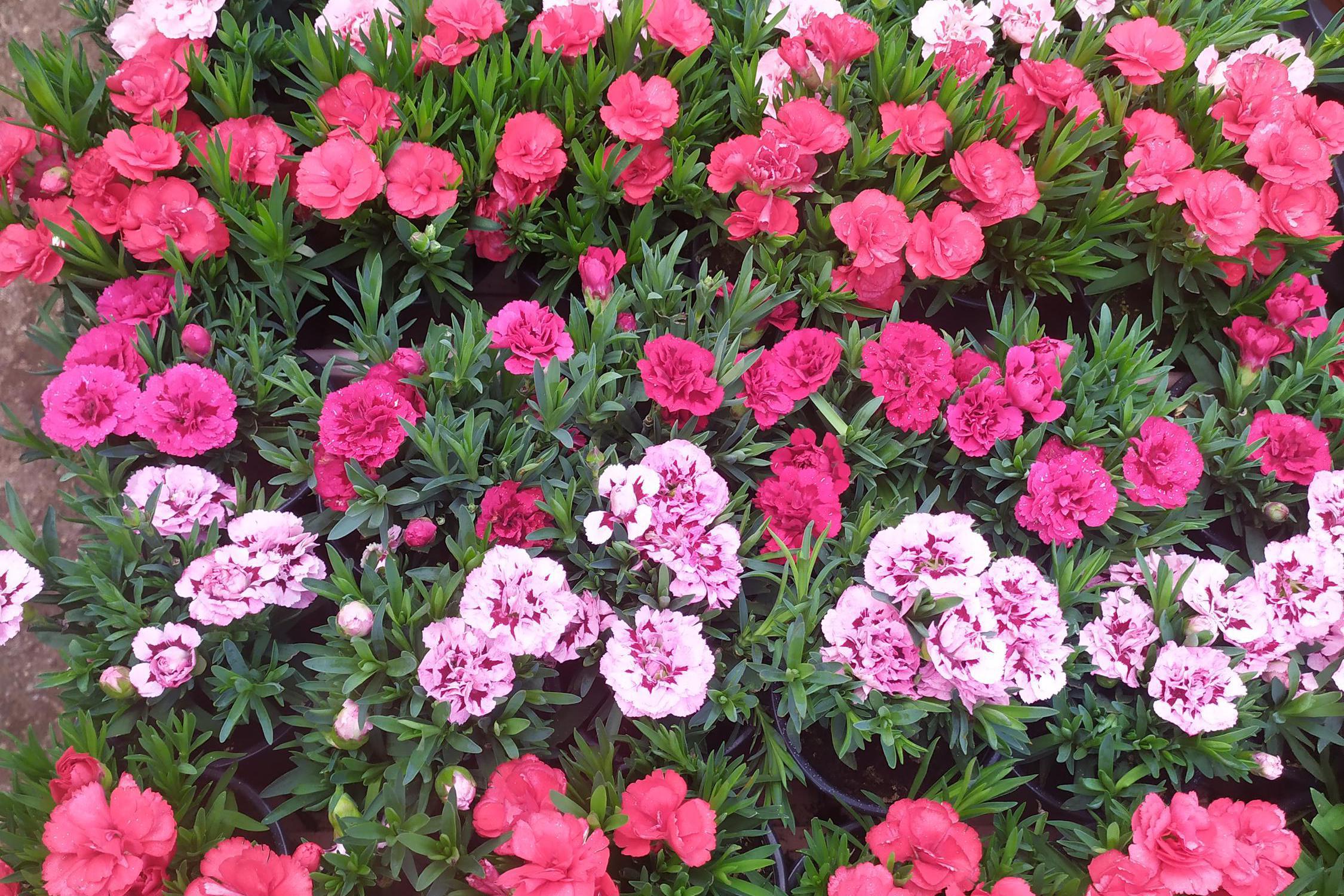 Zahradnictví Karel Ďuráč