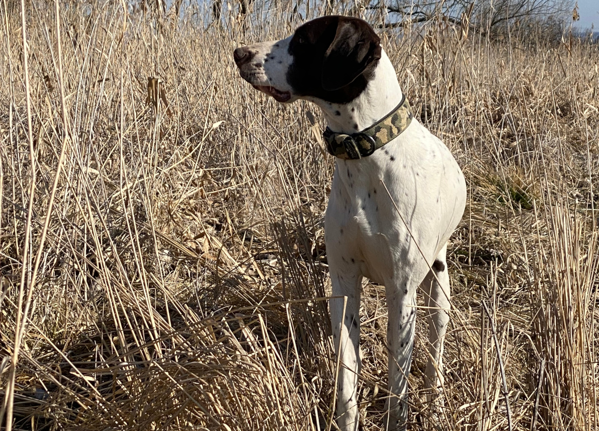 Chovatelská stanice NKO Od stříbrných prutů