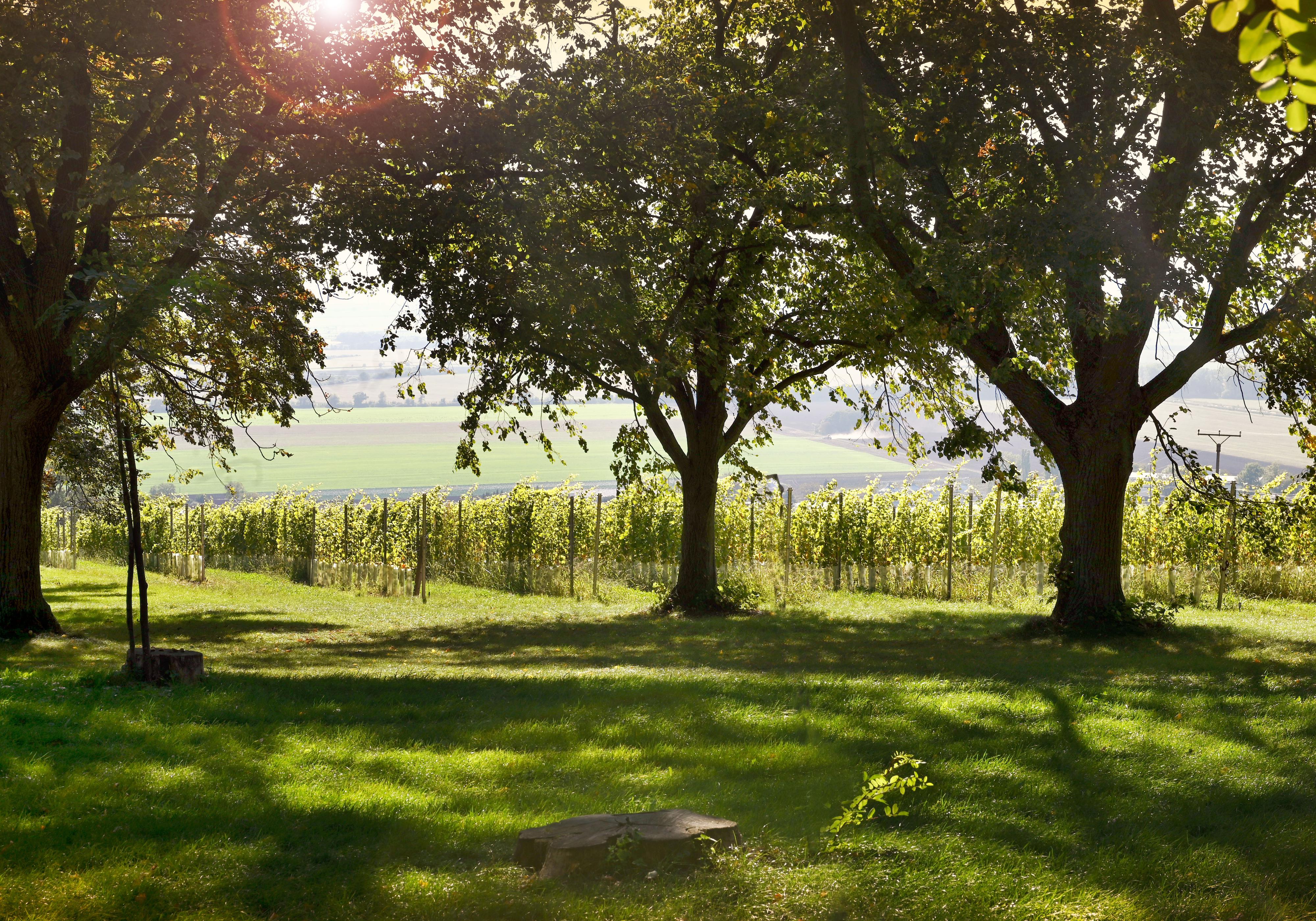 Vinný sklípek Blatnice foto 2