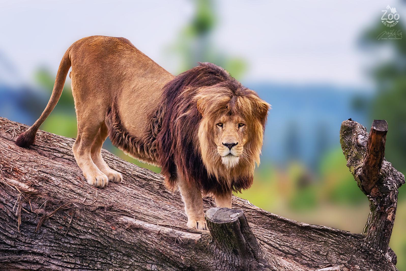 Zoologická zahrada Na Hrádečku foto 2