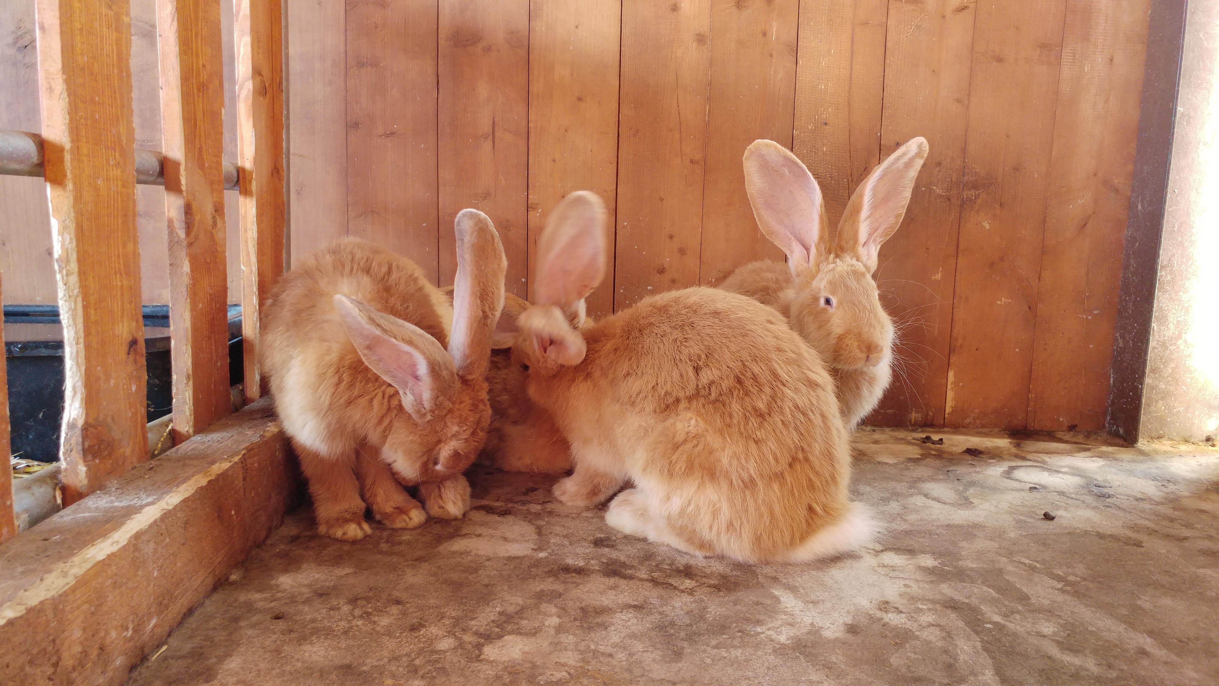 Areál Barochov - ustájení koní foto 3