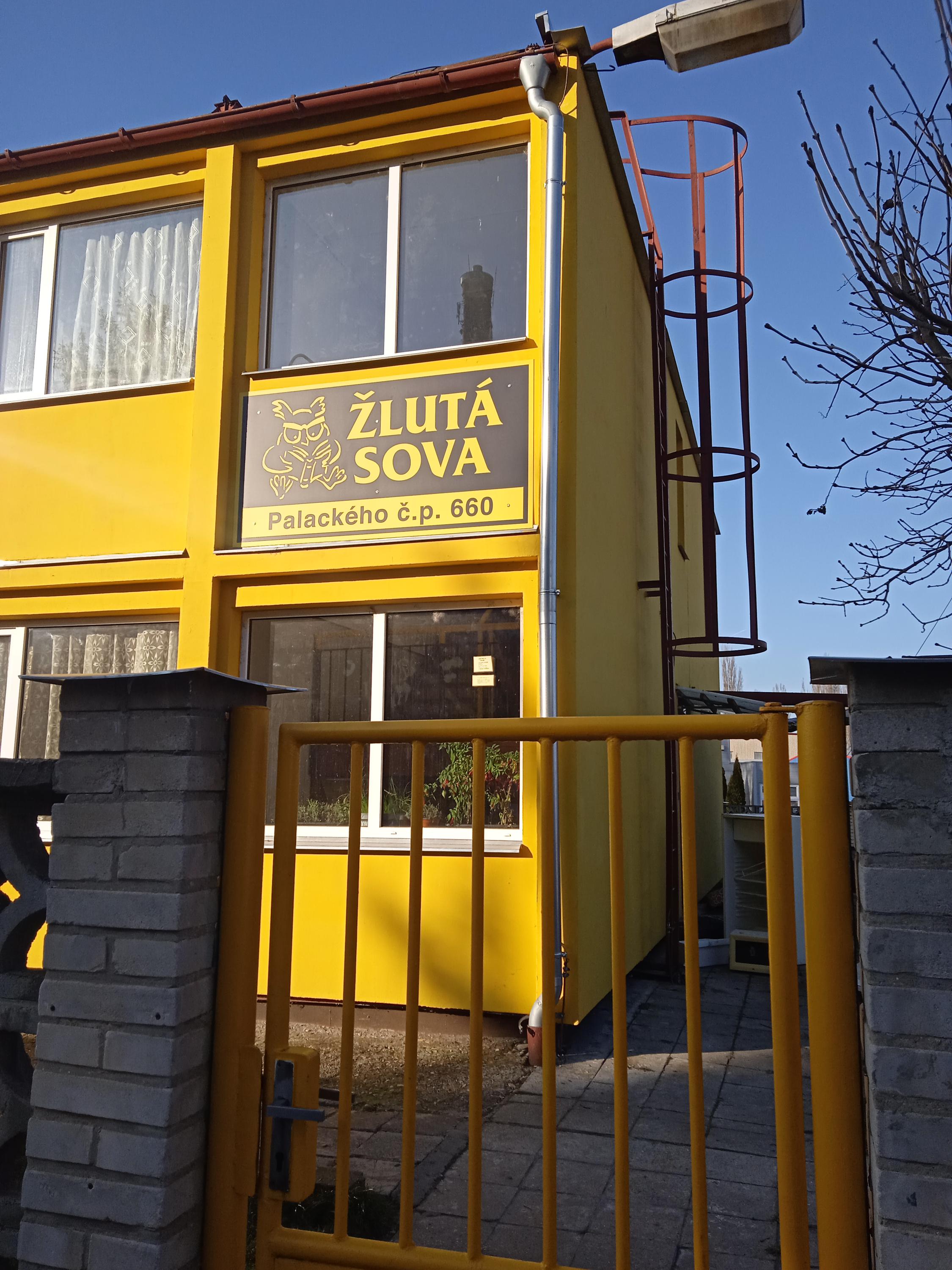 ŽLUTÁ SOVA foto 5