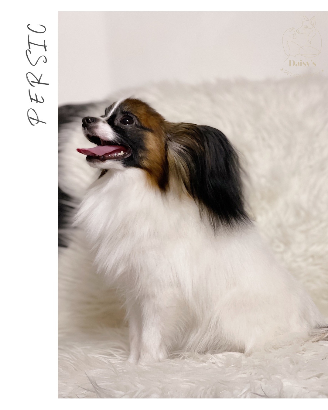 Daisy’s pet grooming foto 2