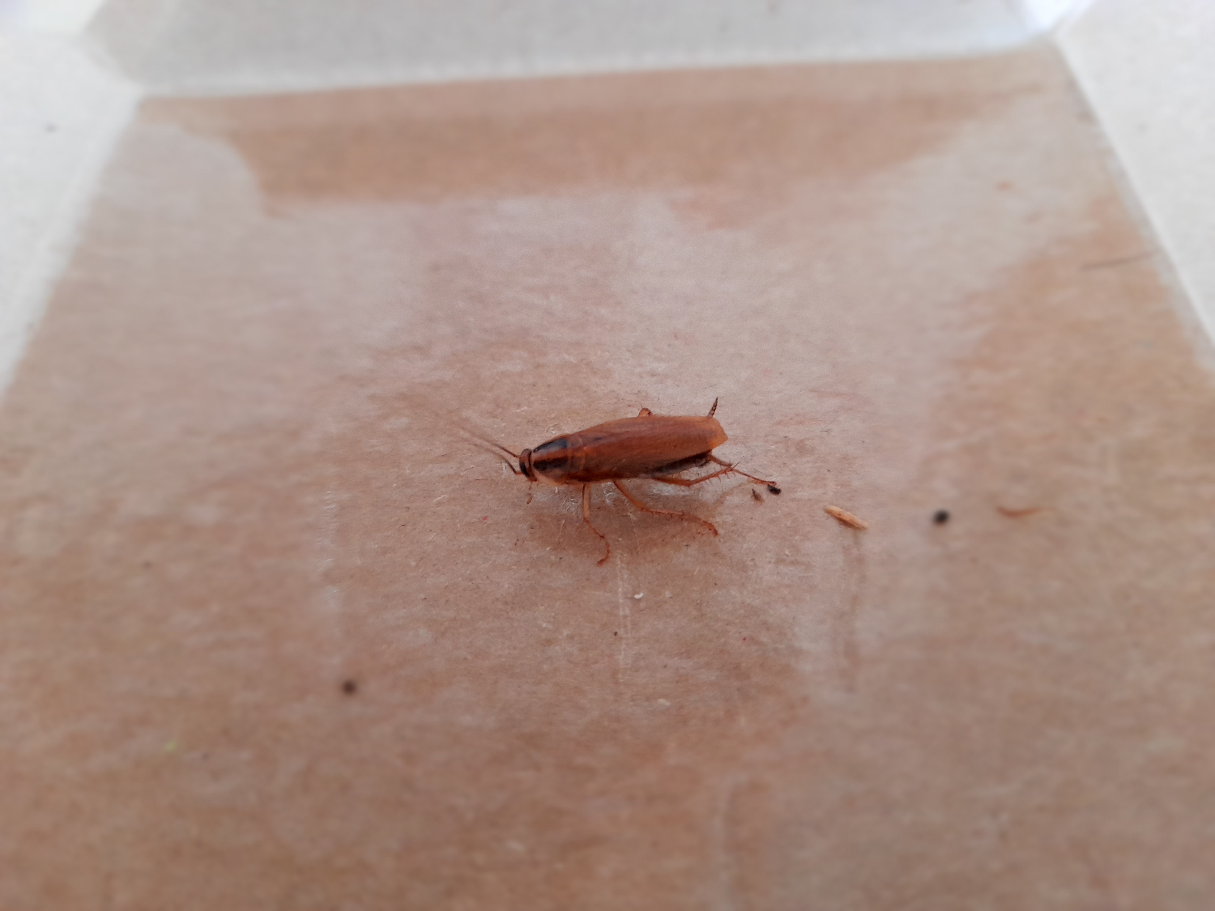 Deratizace, Dezinsekce, Dezinfekce Hubim.cz foto 2