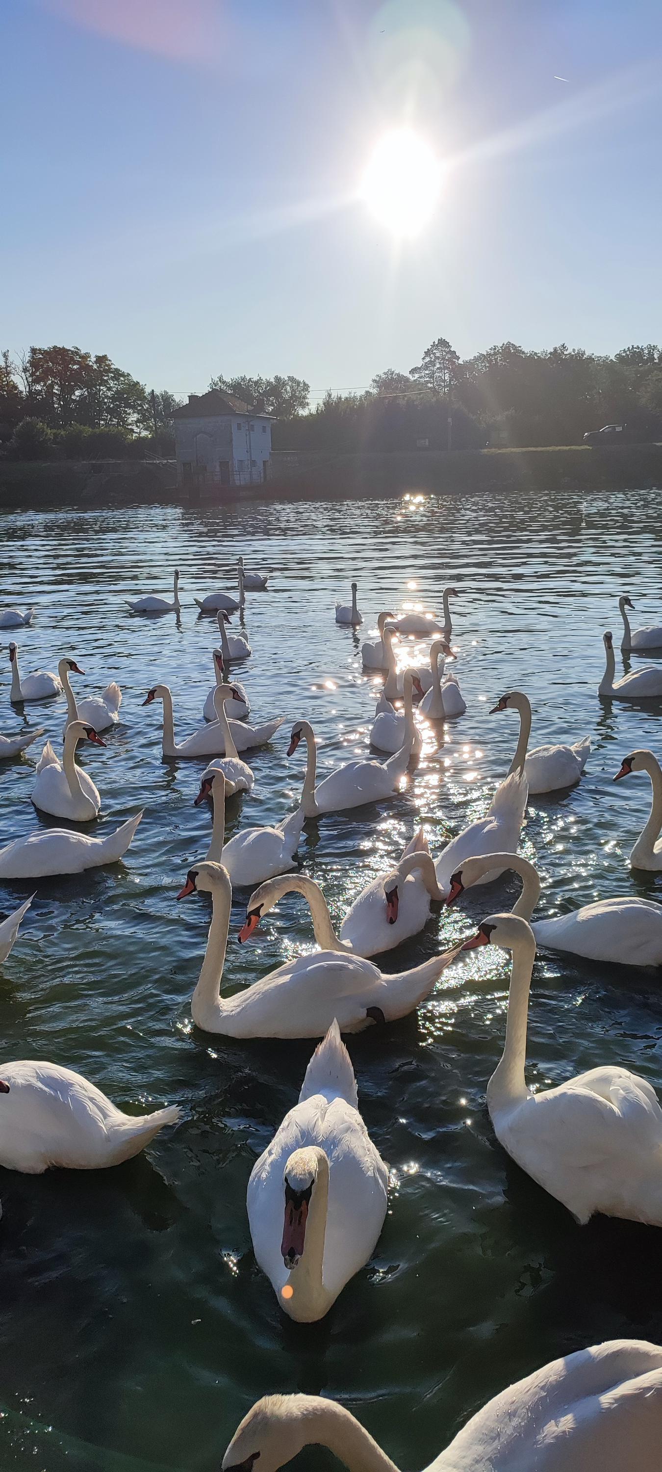 Farma Nesyt - Rychlé občerstvení foto 2