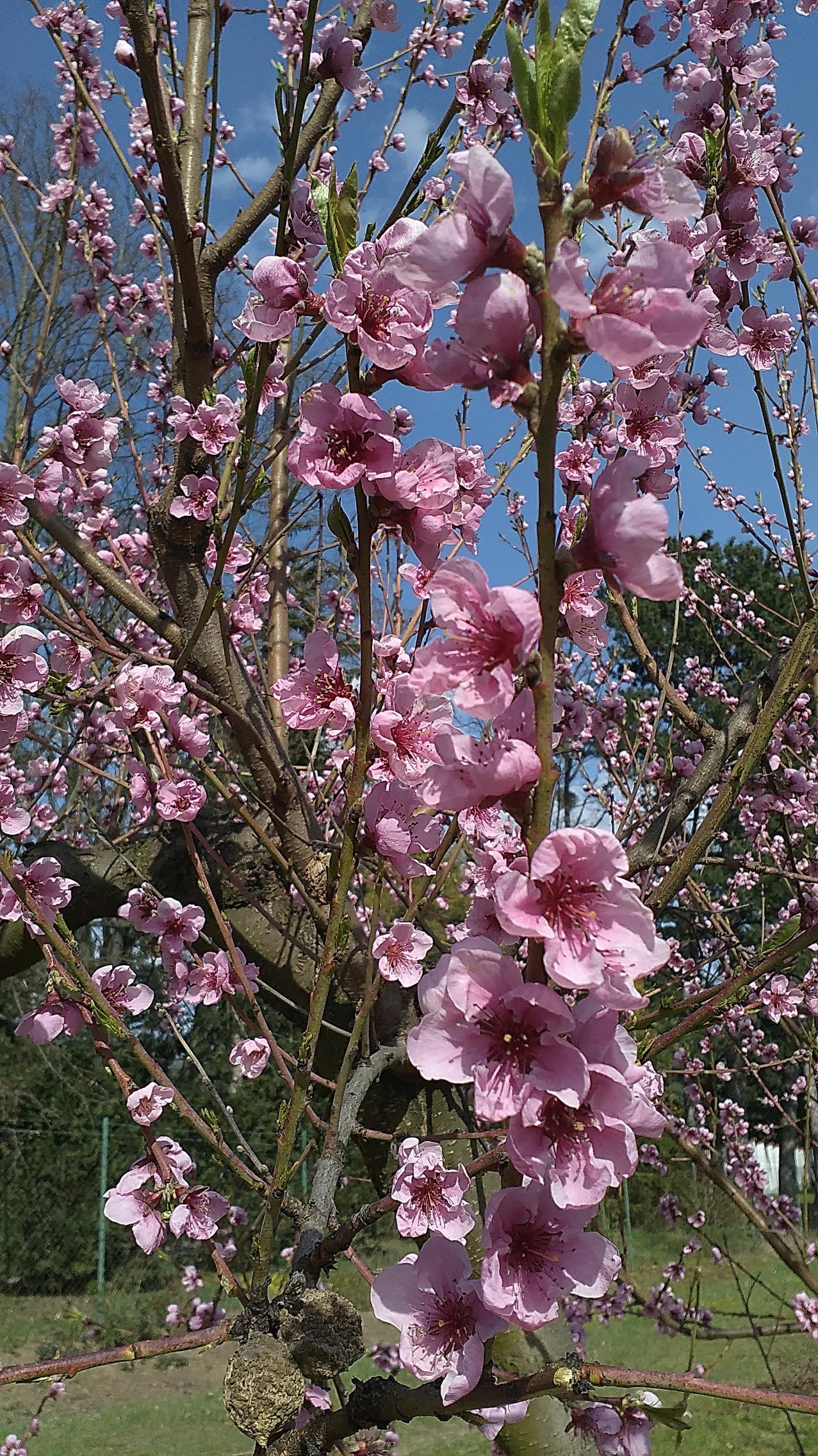 SADY STARÝ LÍSKOVEC foto 6