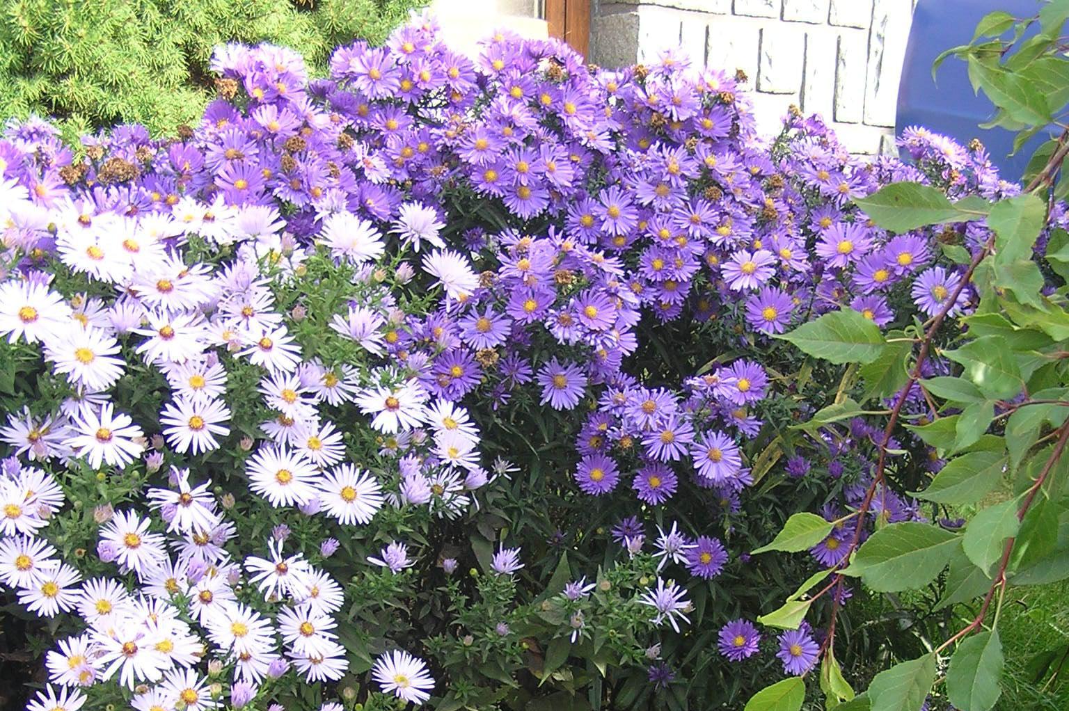 Ing. Helena Malivánková - zahradní a krajinářská architektura