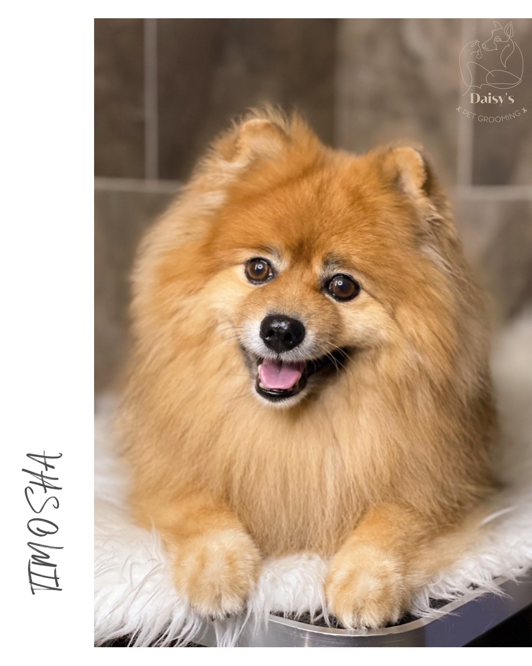 Daisy’s pet grooming foto 5