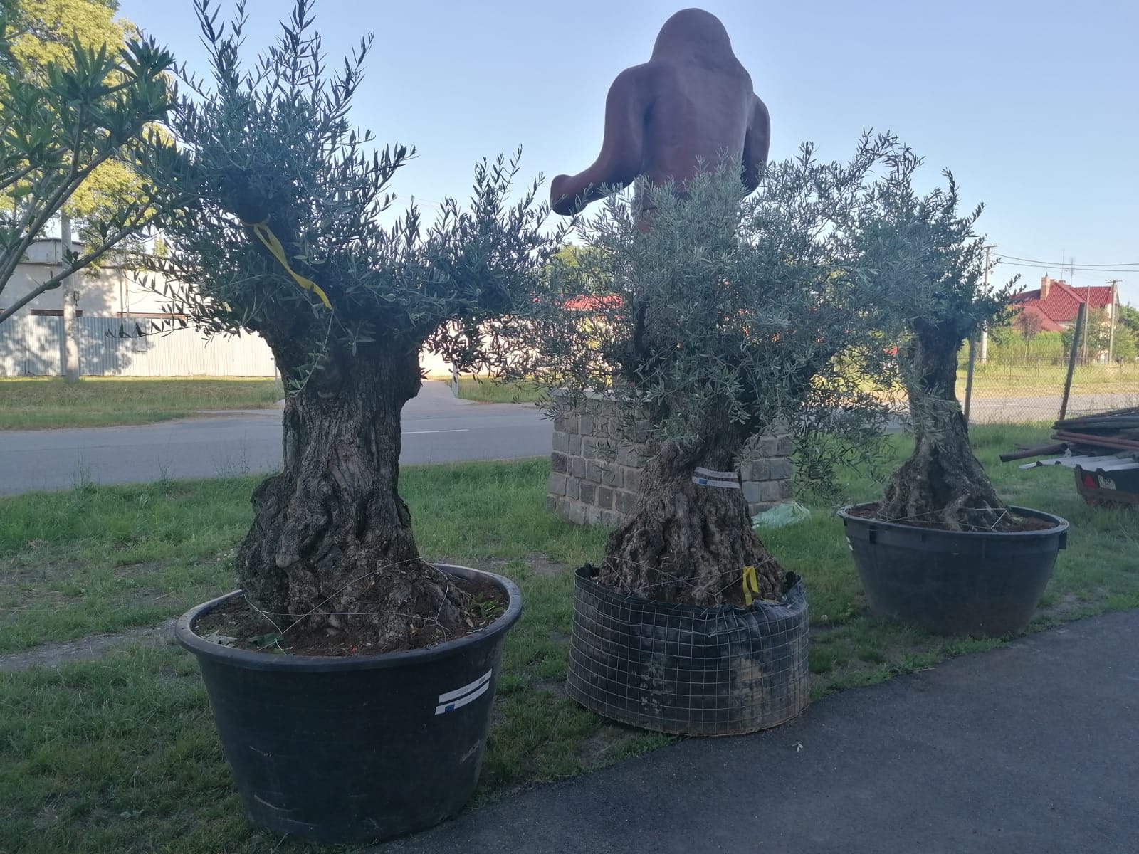 Olivy Matěj foto 4