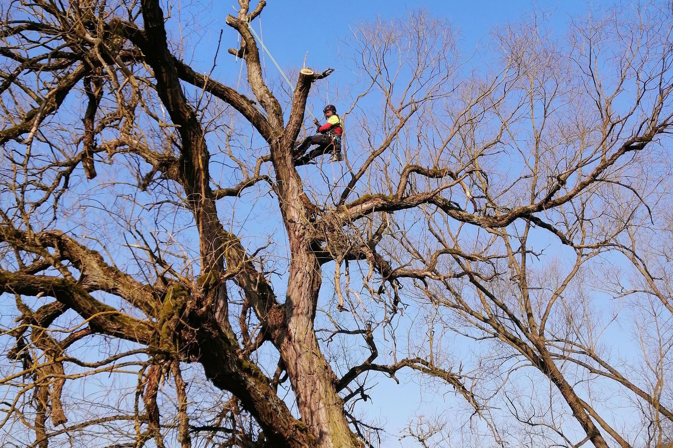 Rizikové kácení - Jaroslav Kotek foto 1