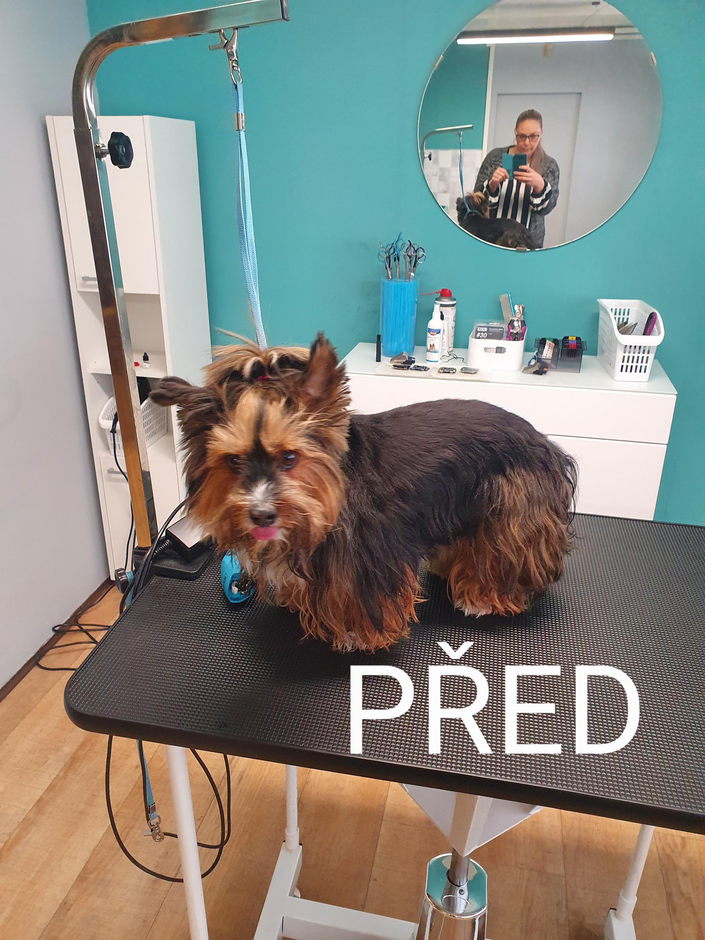 Psí salon Henrieta foto 3