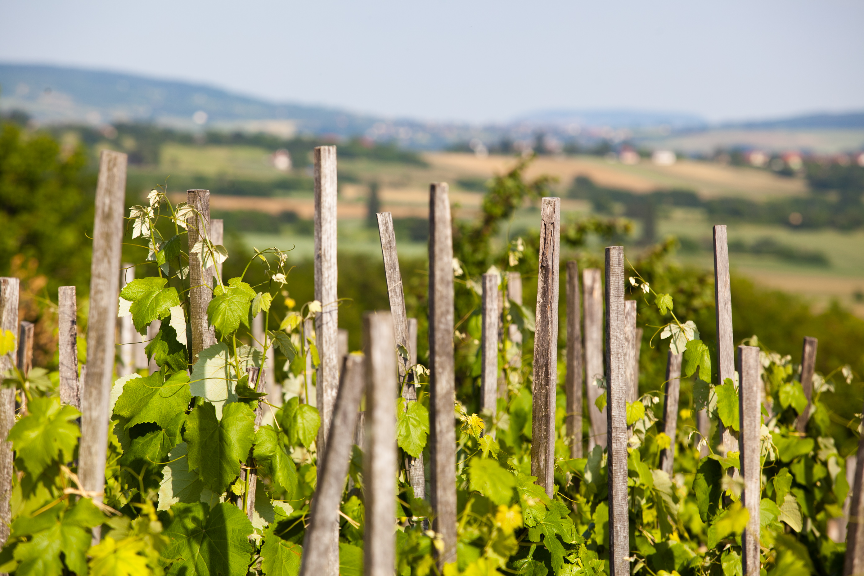 CK Hungariatour foto 4