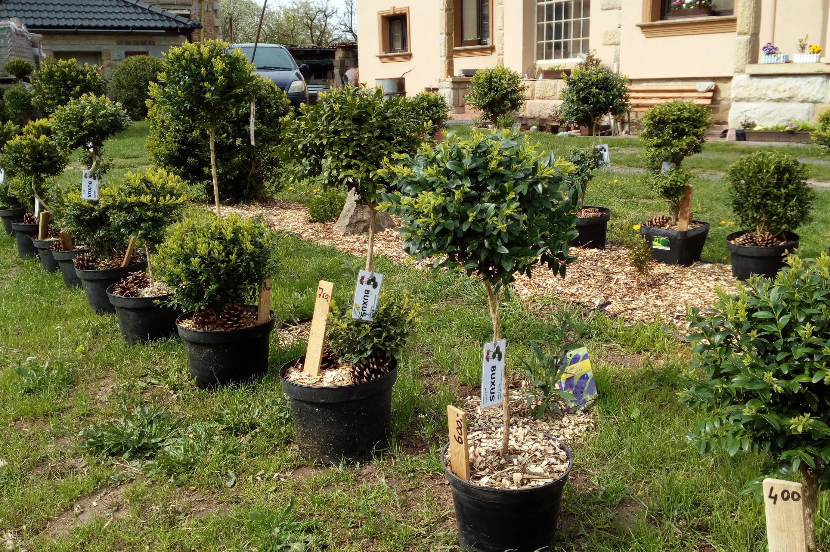 Okrasné keře - BUXUS - Pavel Průša