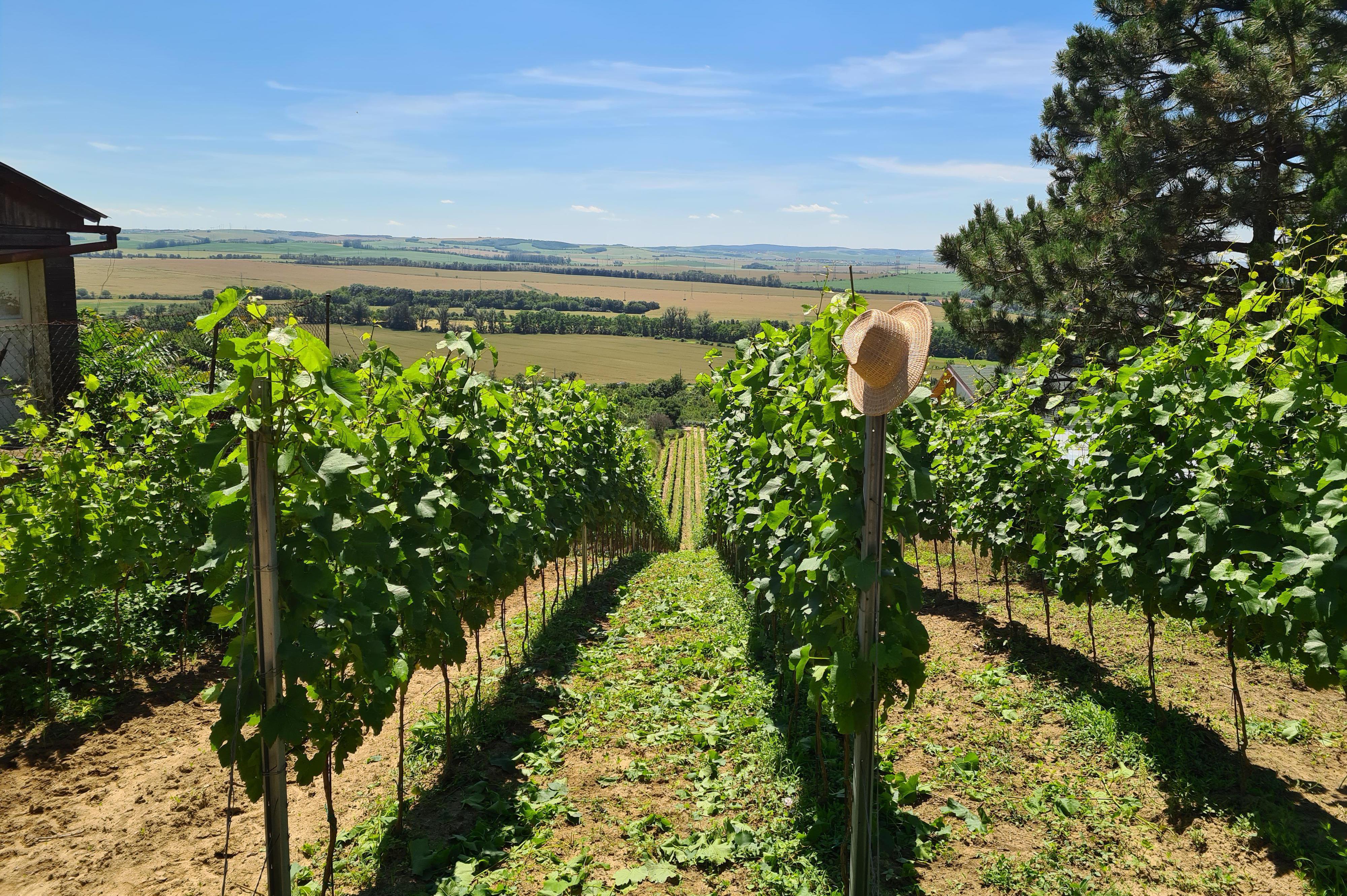 Vinařství Vykoukal