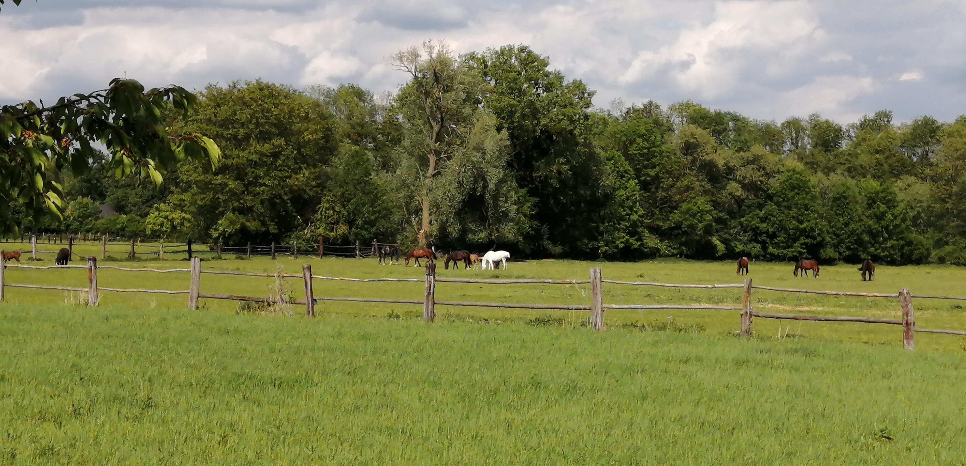 Hanácký jezdecký klub Litovel foto 4