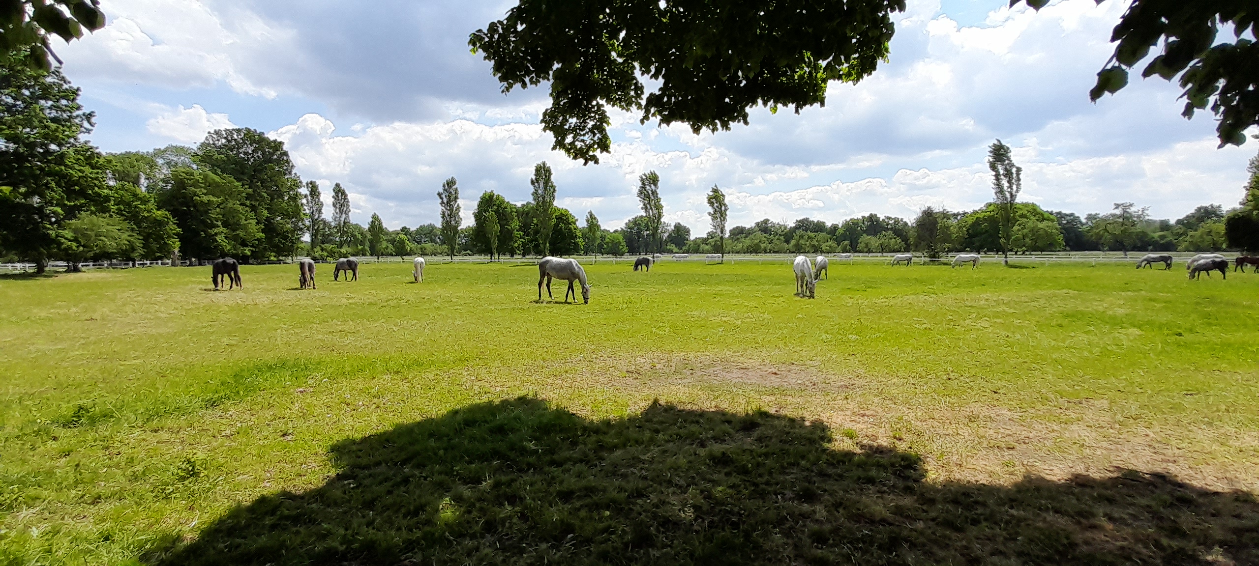 Národní hřebčín Kladruby nad Labem, státní příspěvková organizace foto 2